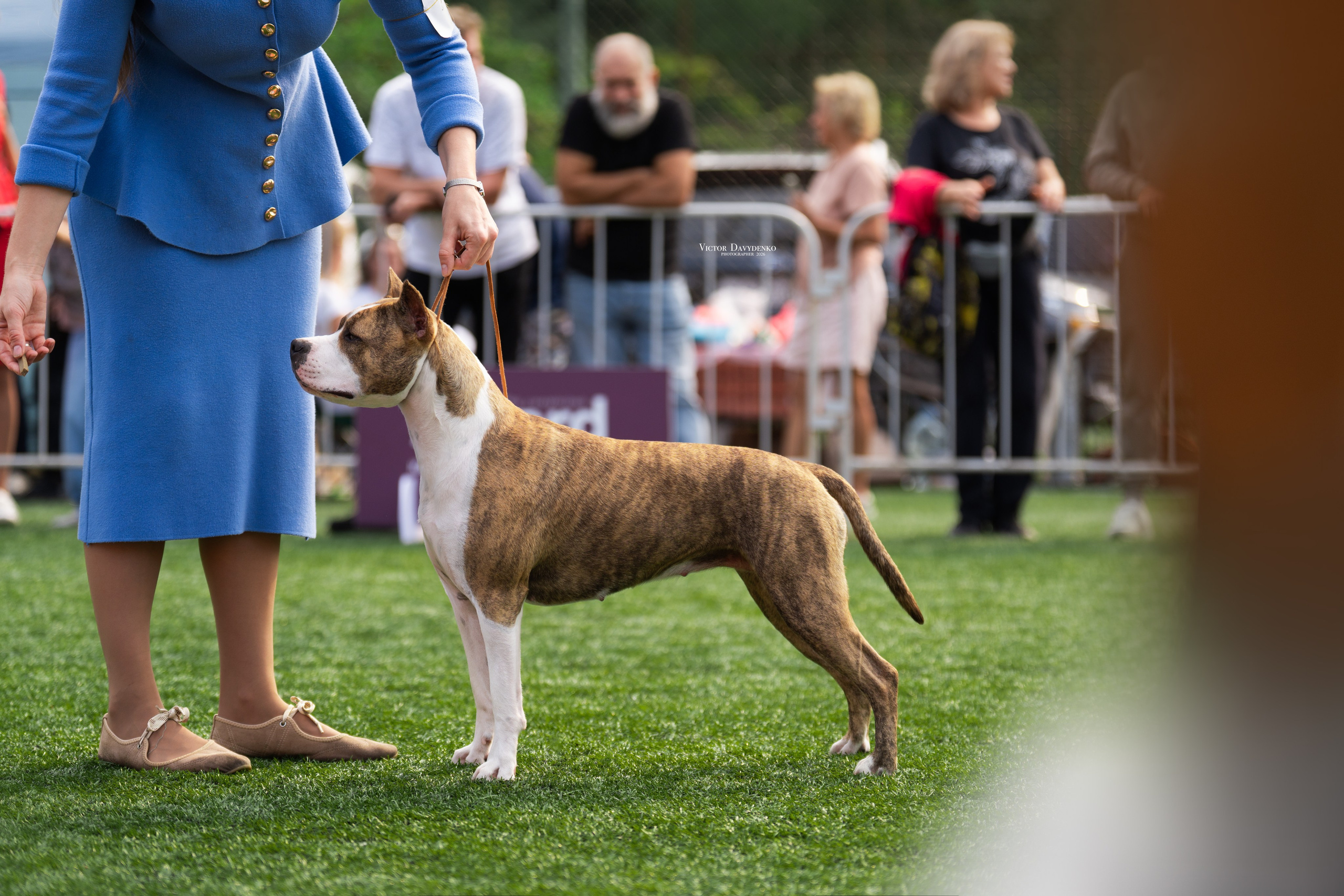 Dog Show. Давыденко Анна / Фотограф Краснодар/Сочи