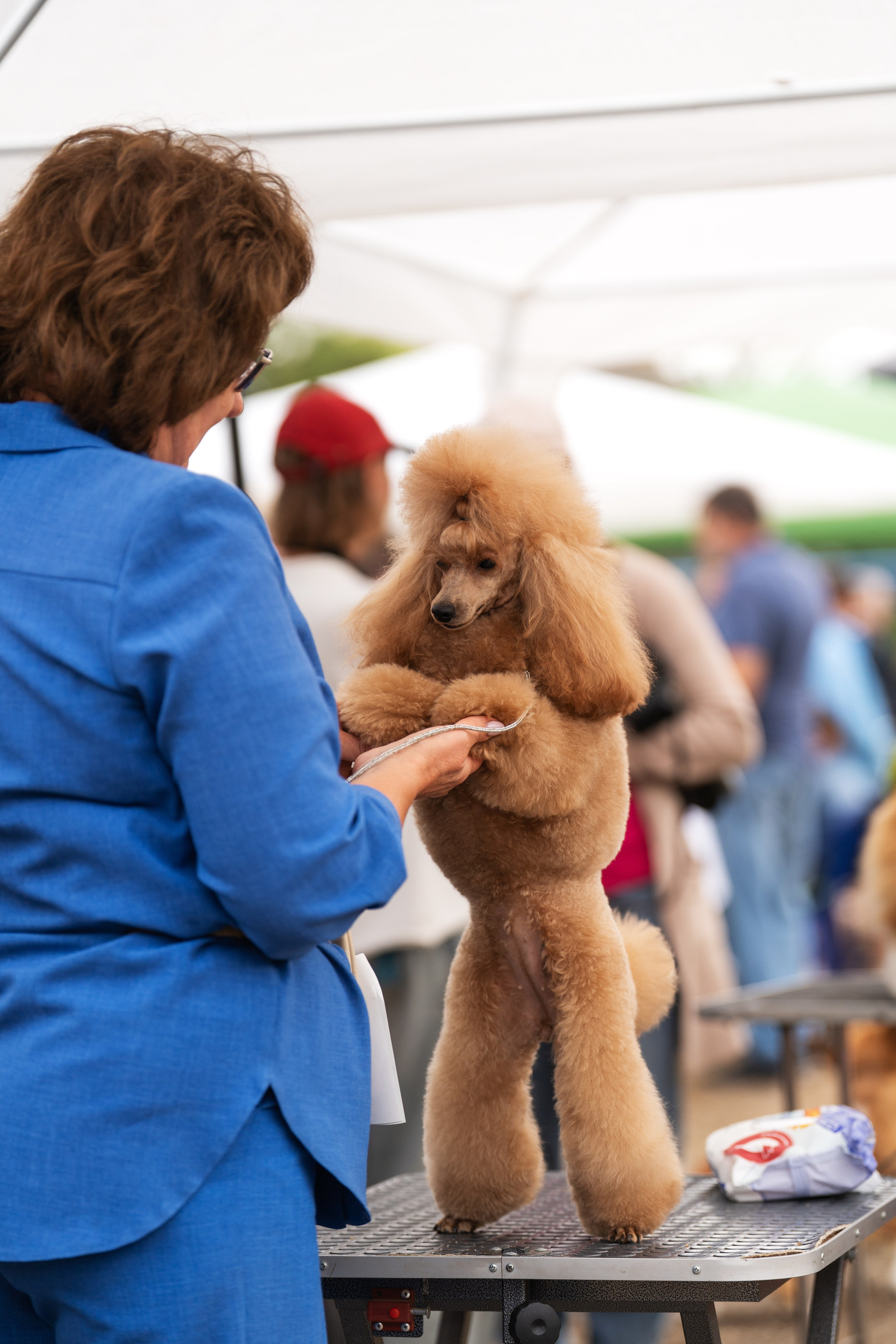 Dog Show. Давыденко Анна / Фотограф Краснодар/Сочи