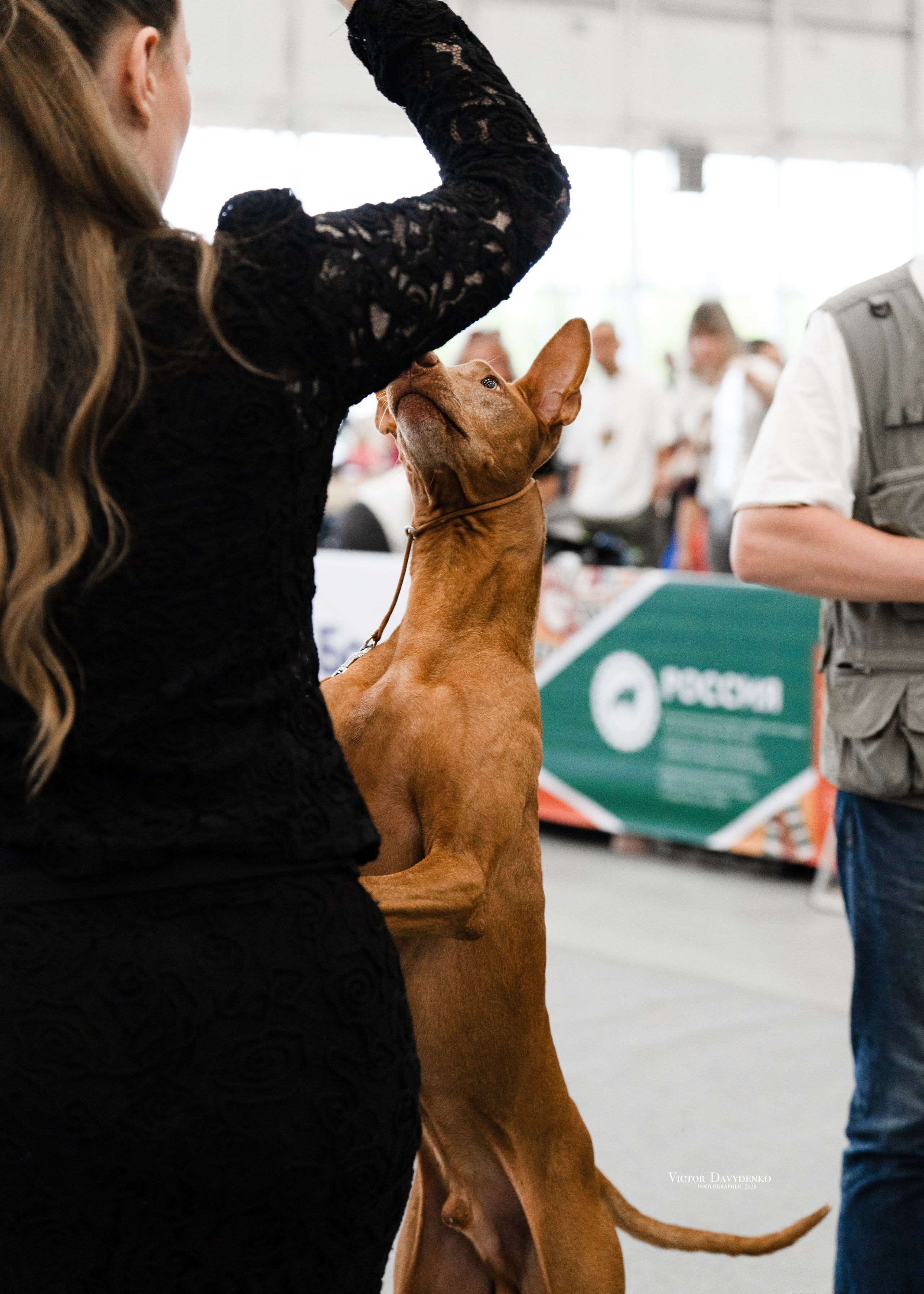 Dog Show. Давыденко Анна / Фотограф Краснодар/Сочи