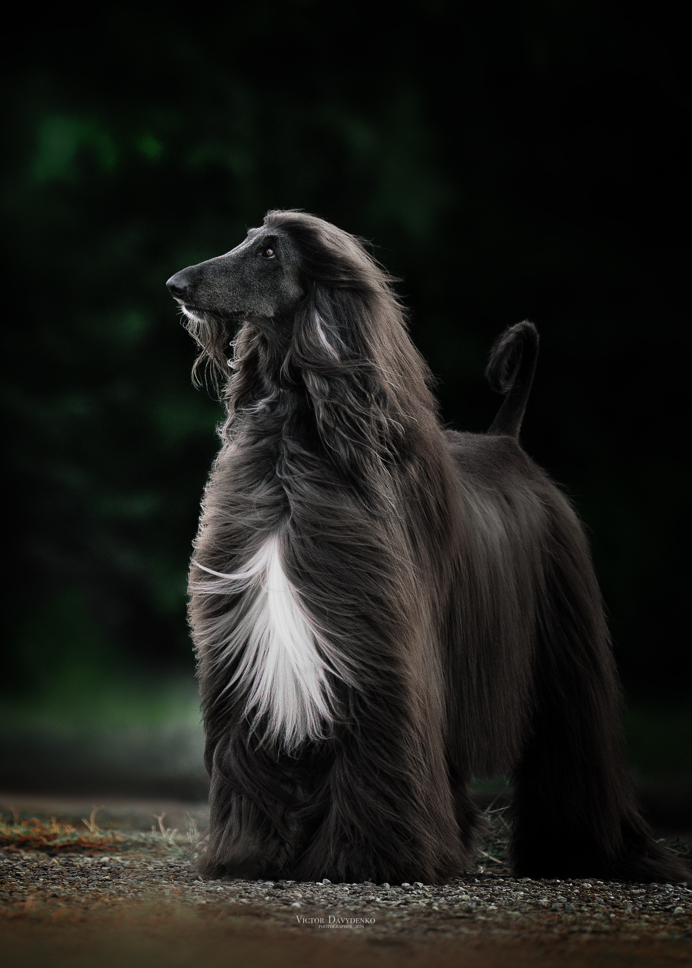 Dog Show. Давыденко Анна / Фотограф Краснодар/Сочи