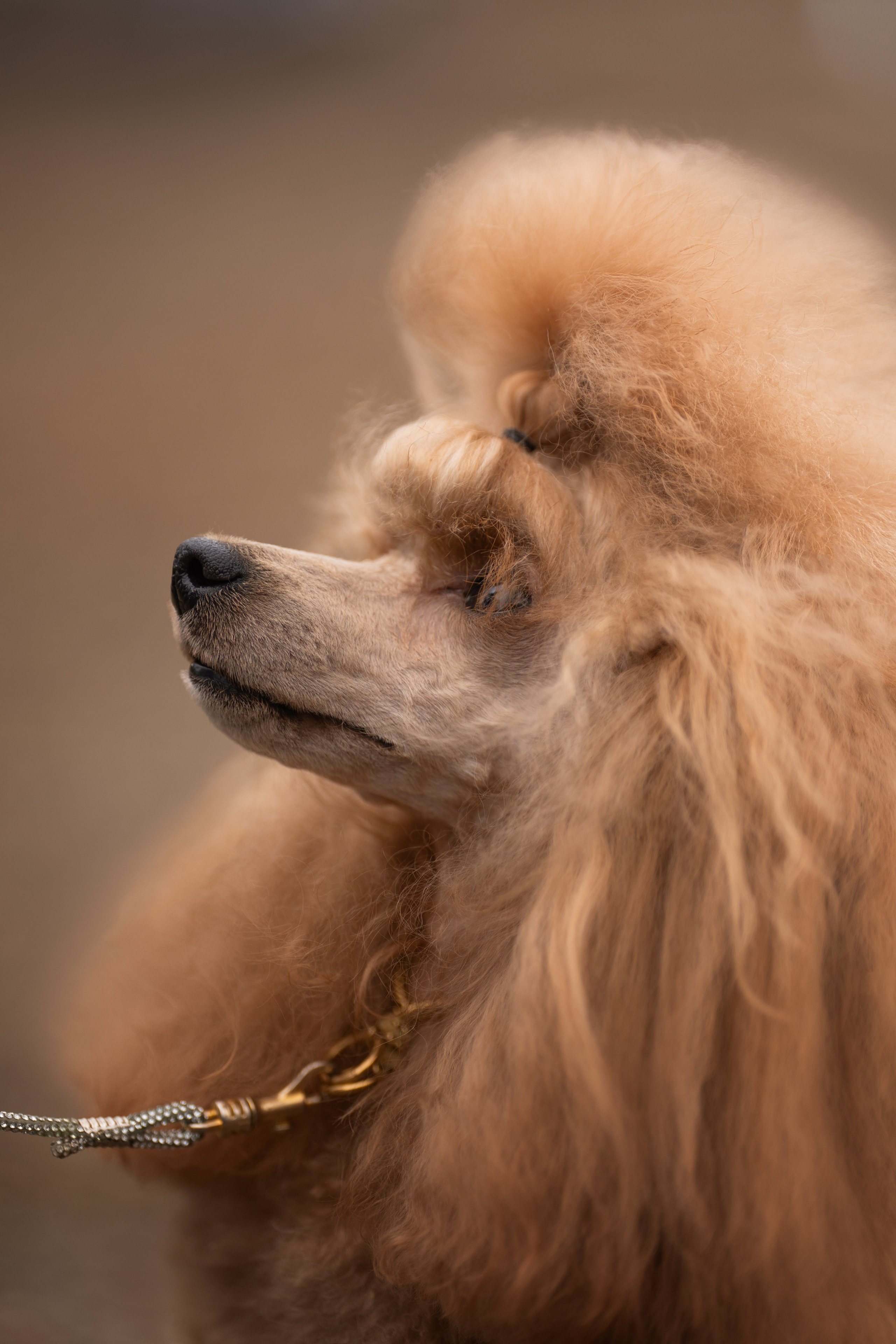 Dog Show. Давыденко Анна / Фотограф Краснодар/Сочи