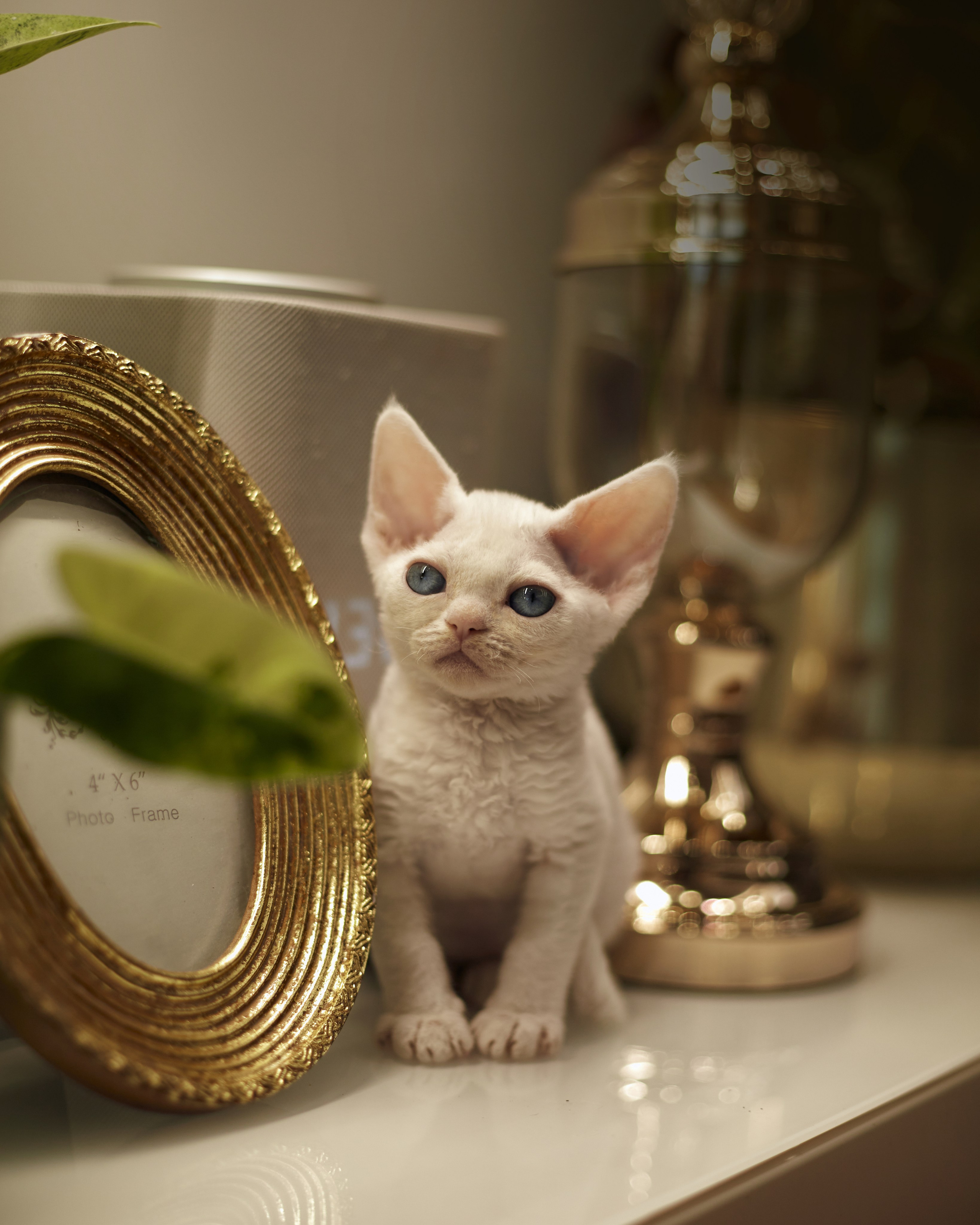 фото котят краснодар