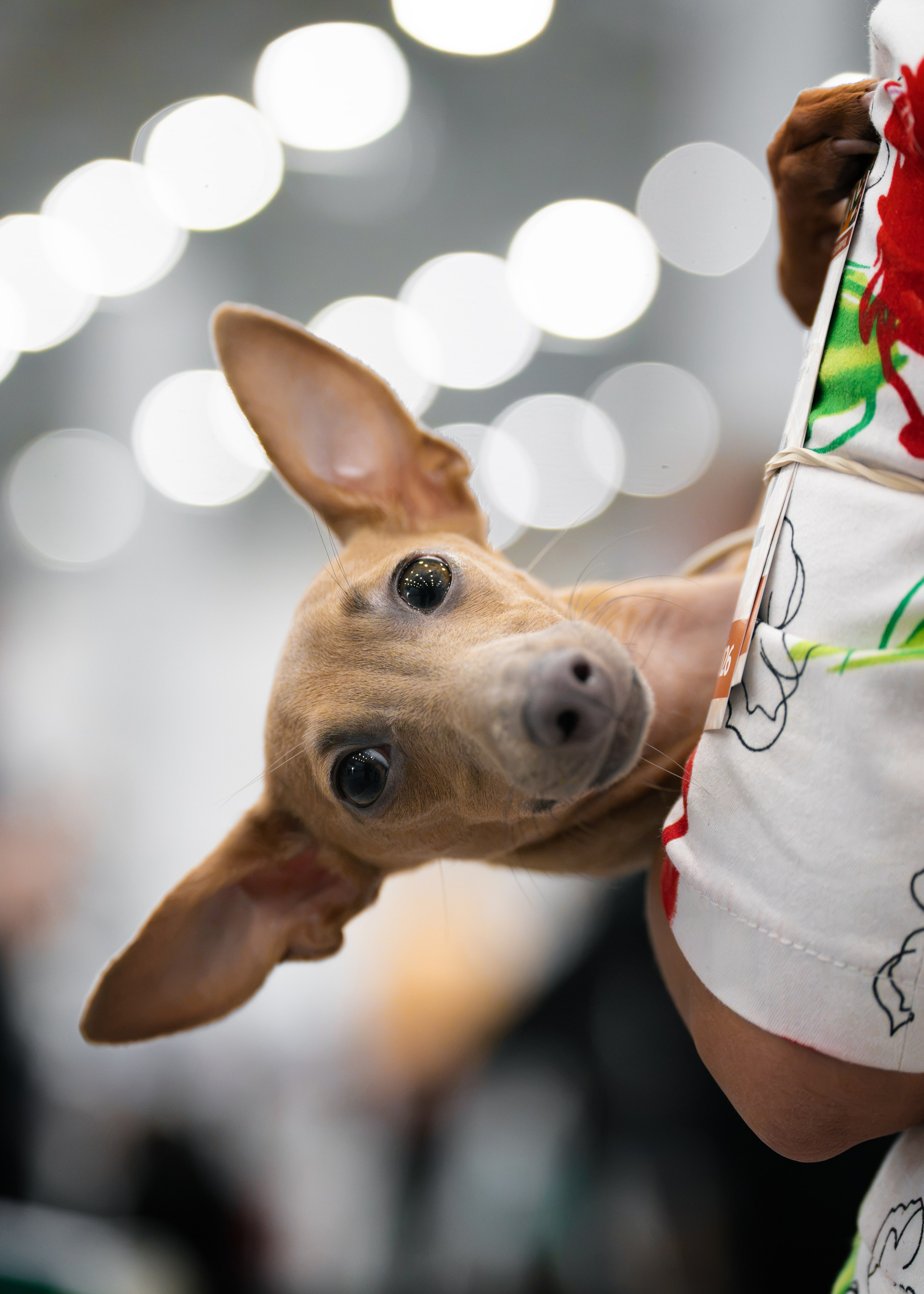 Dog Show. Давыденко Анна / Фотограф Краснодар/Сочи