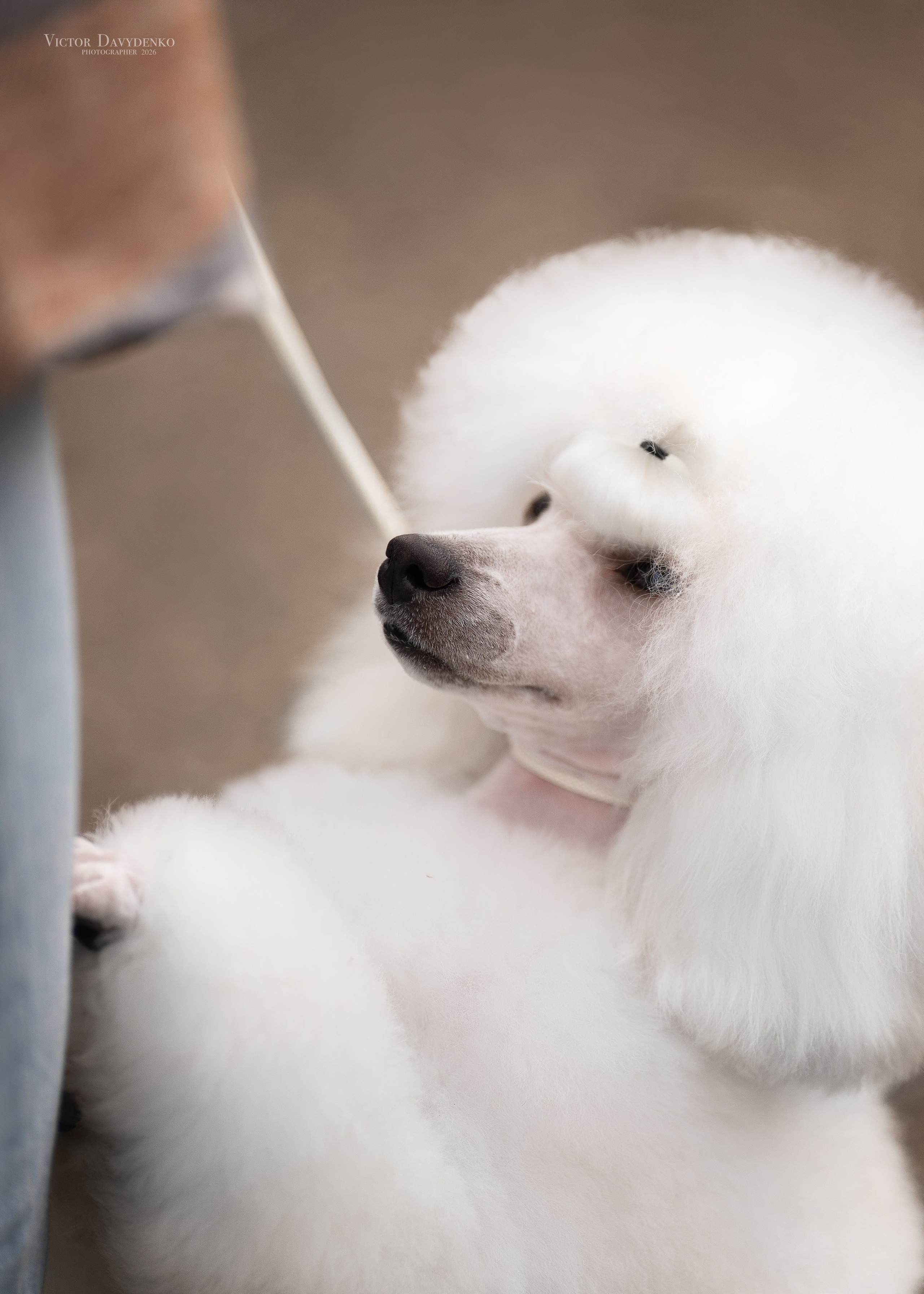 Dog Show. Давыденко Анна / Фотограф Краснодар/Сочи