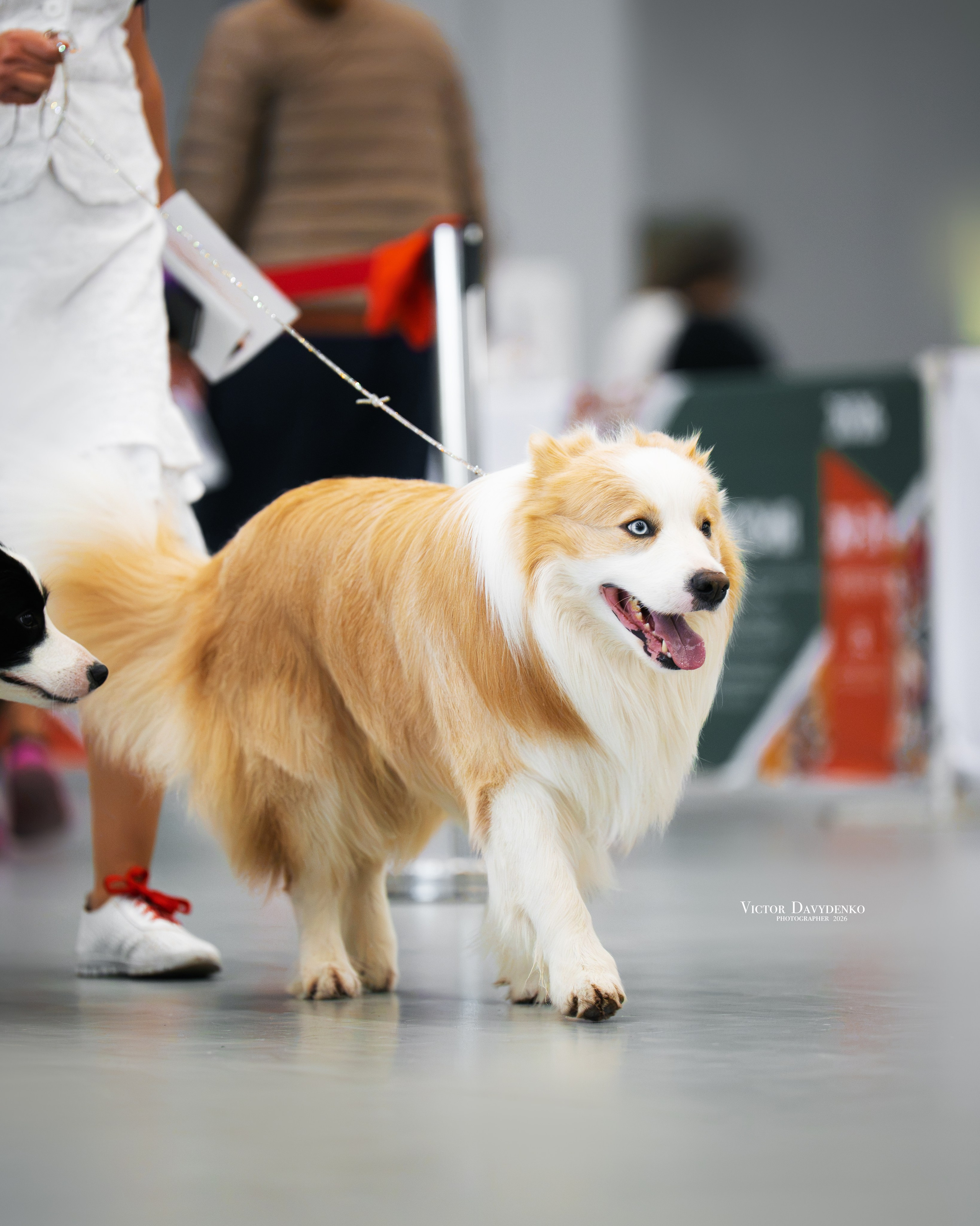 Dog Show. Давыденко Анна / Фотограф Краснодар/Сочи