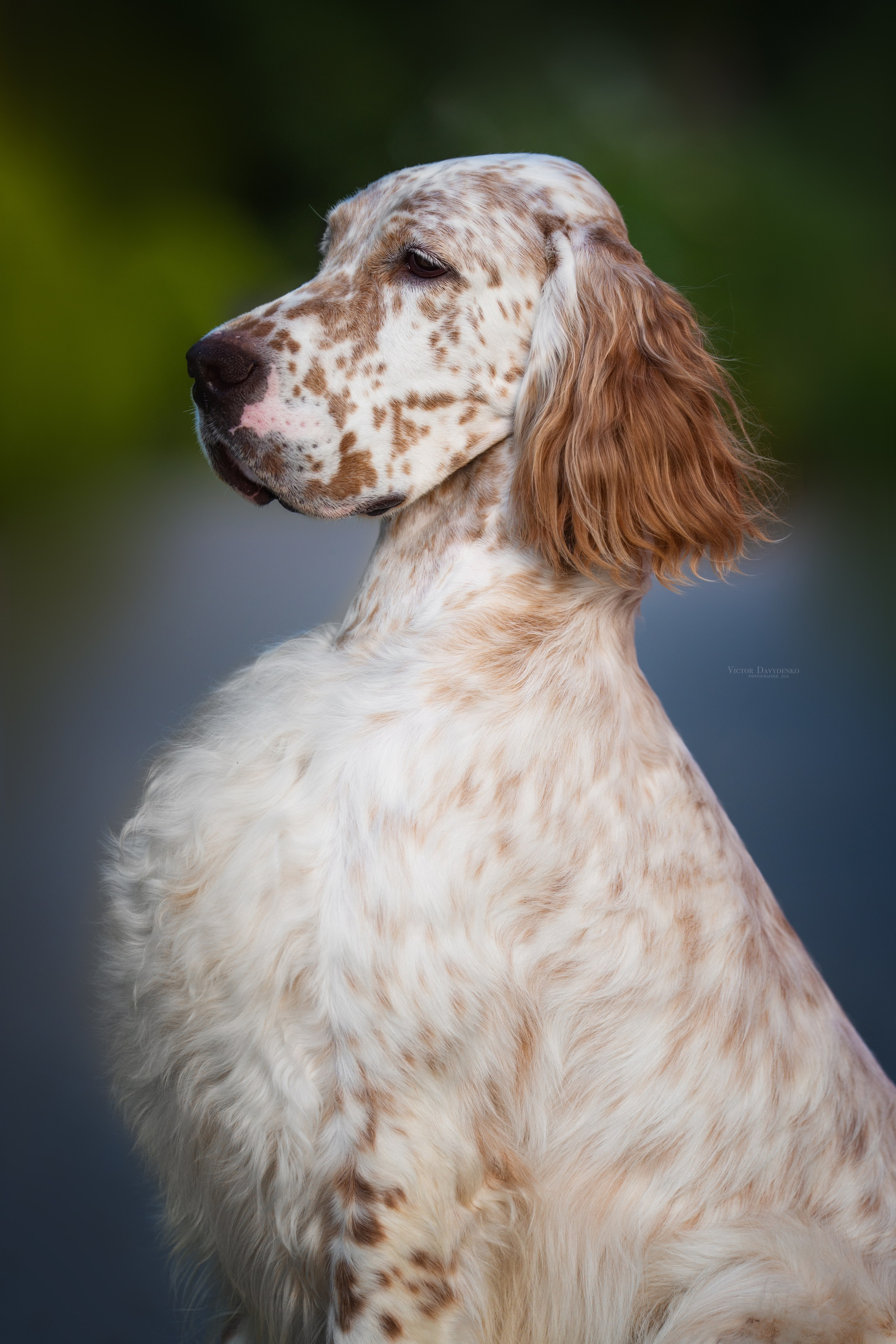 Dog Show. Давыденко Анна / Фотограф Краснодар/Сочи