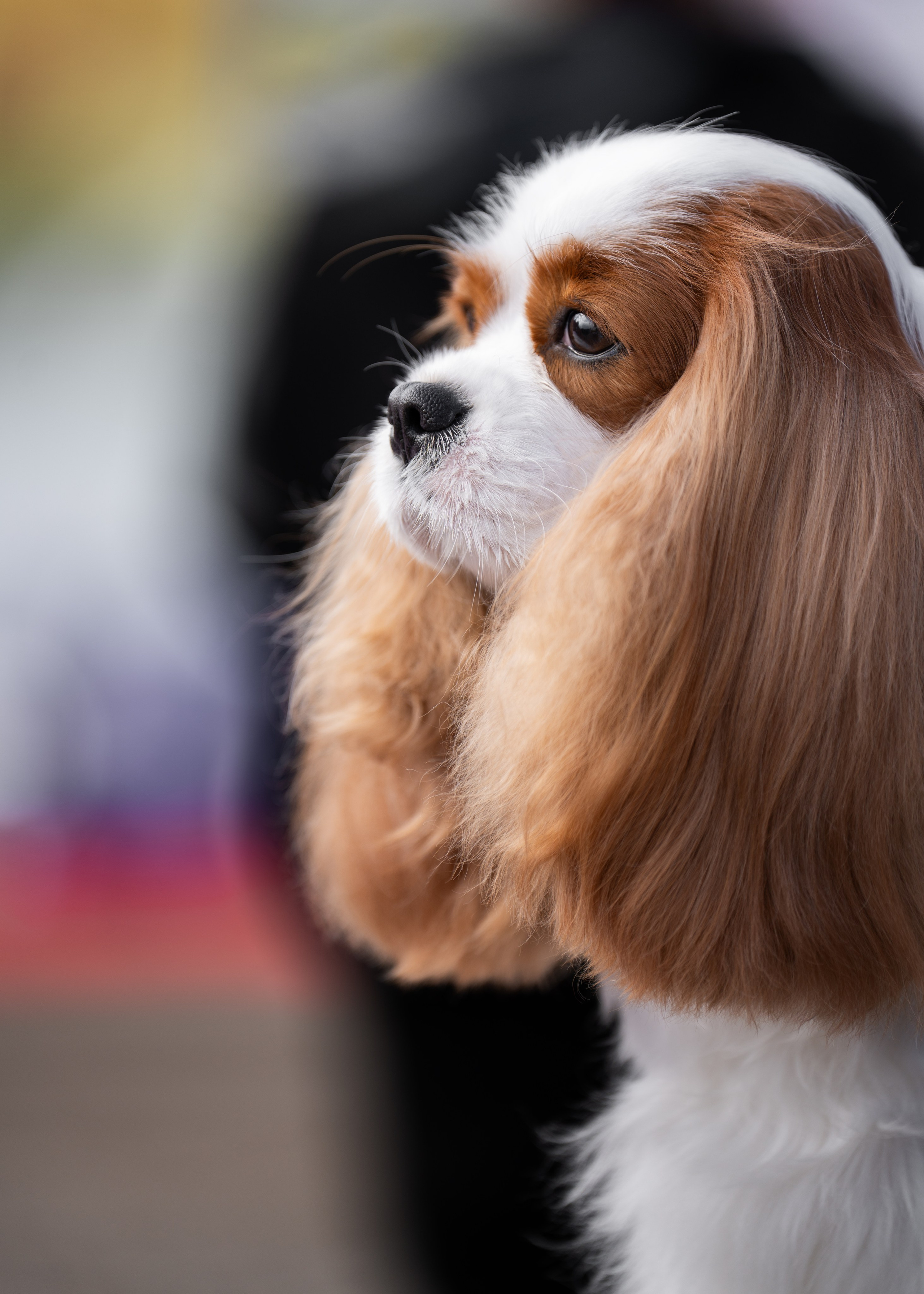 Dog Show. Давыденко Анна / Фотограф Краснодар/Сочи