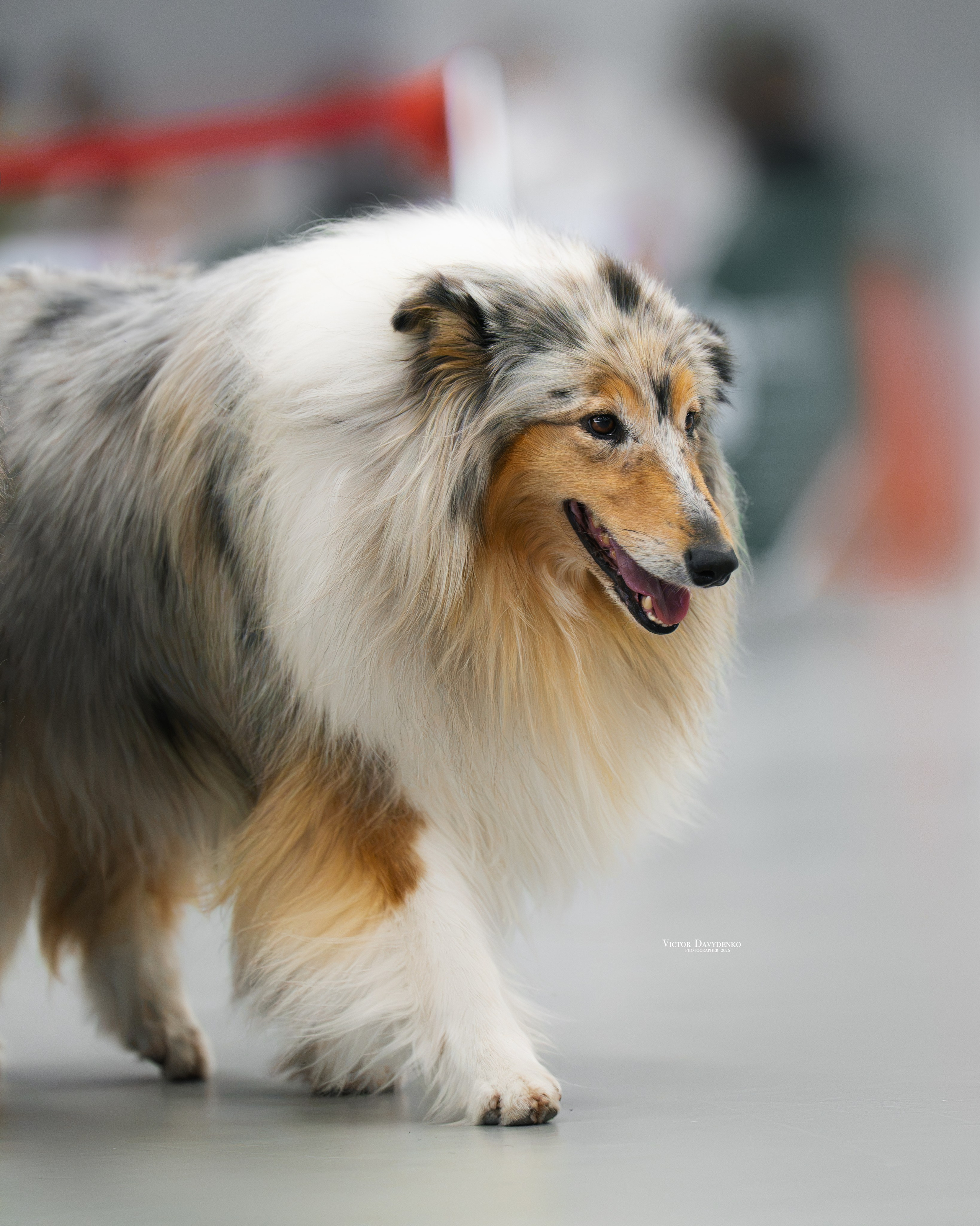 Dog Show. Давыденко Анна / Фотограф Краснодар/Сочи