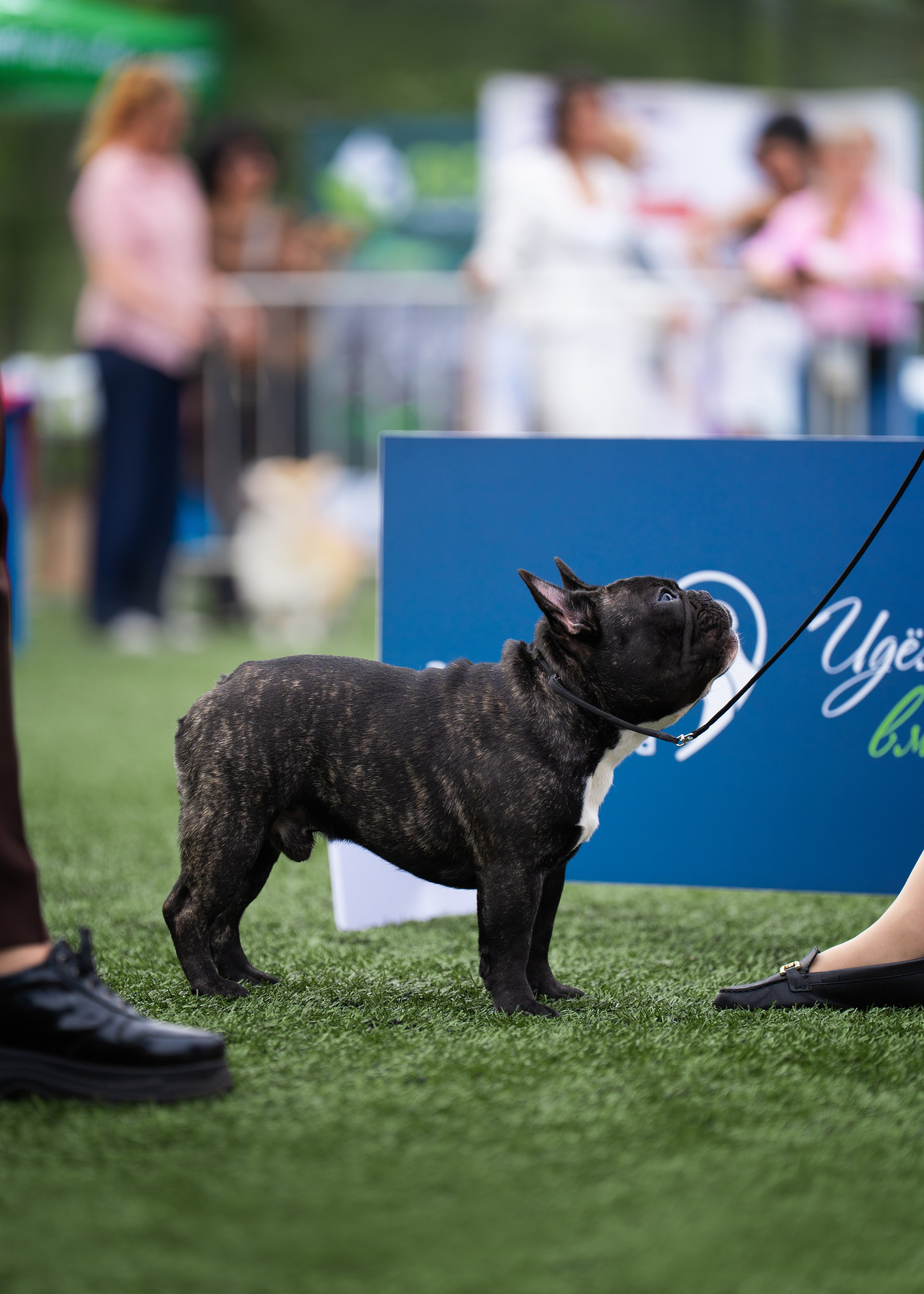 Dog Show. Давыденко Анна / Фотограф Краснодар/Сочи