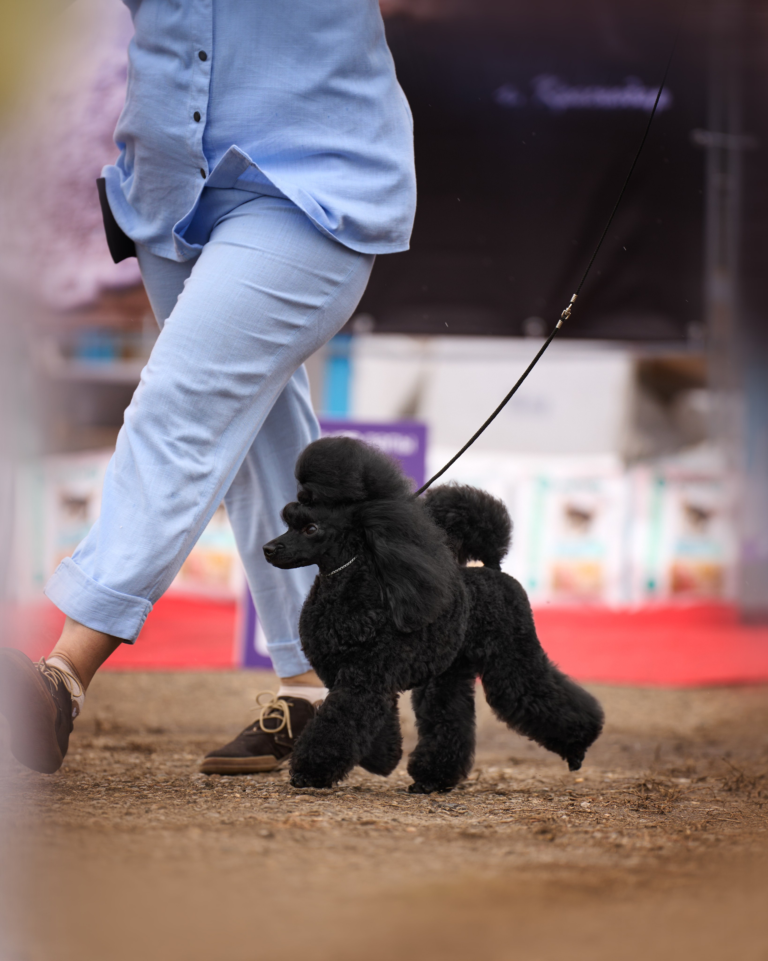Dog Show. Давыденко Анна / Фотограф Краснодар/Сочи