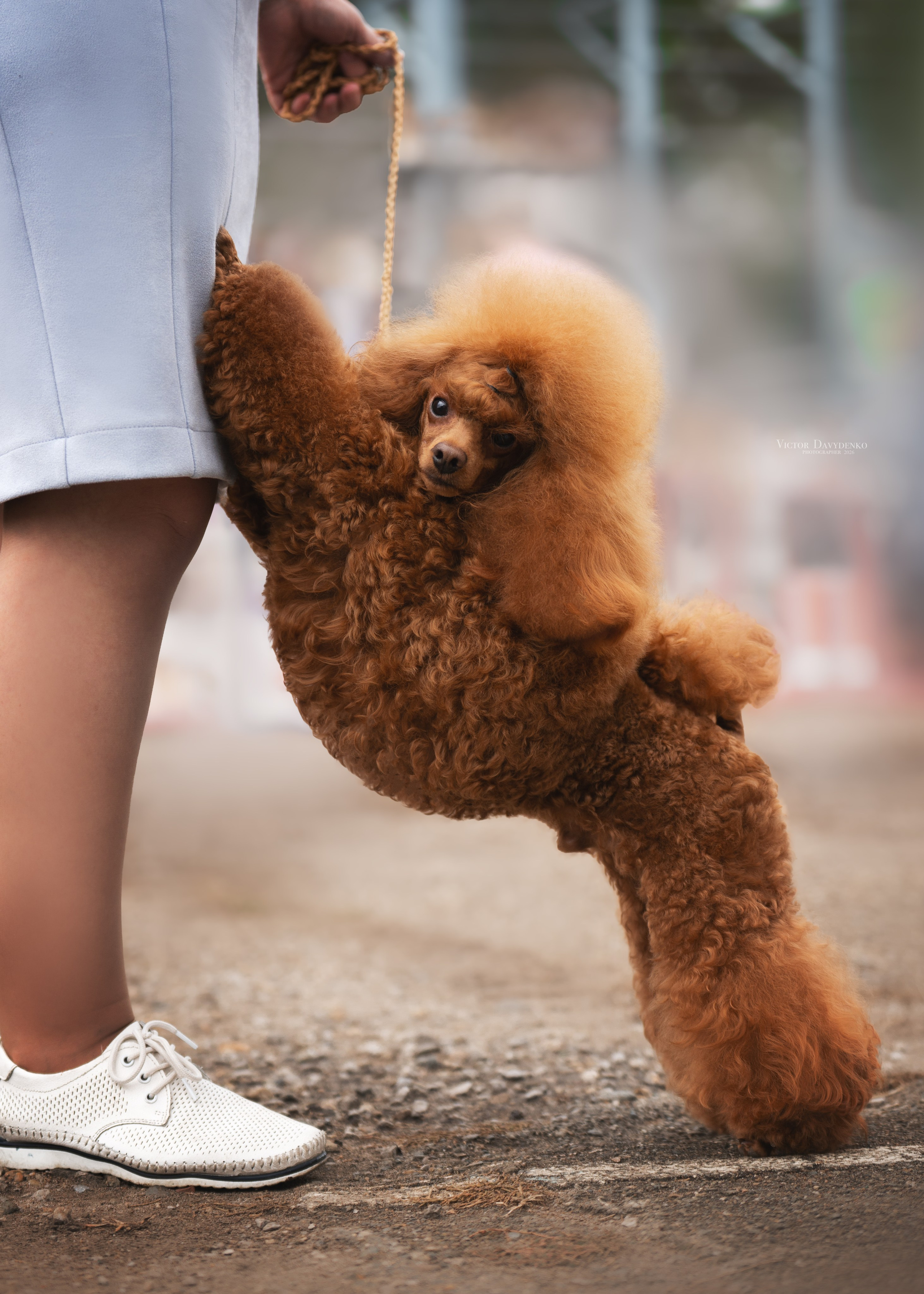 Dog Show. Давыденко Анна / Фотограф Краснодар/Сочи