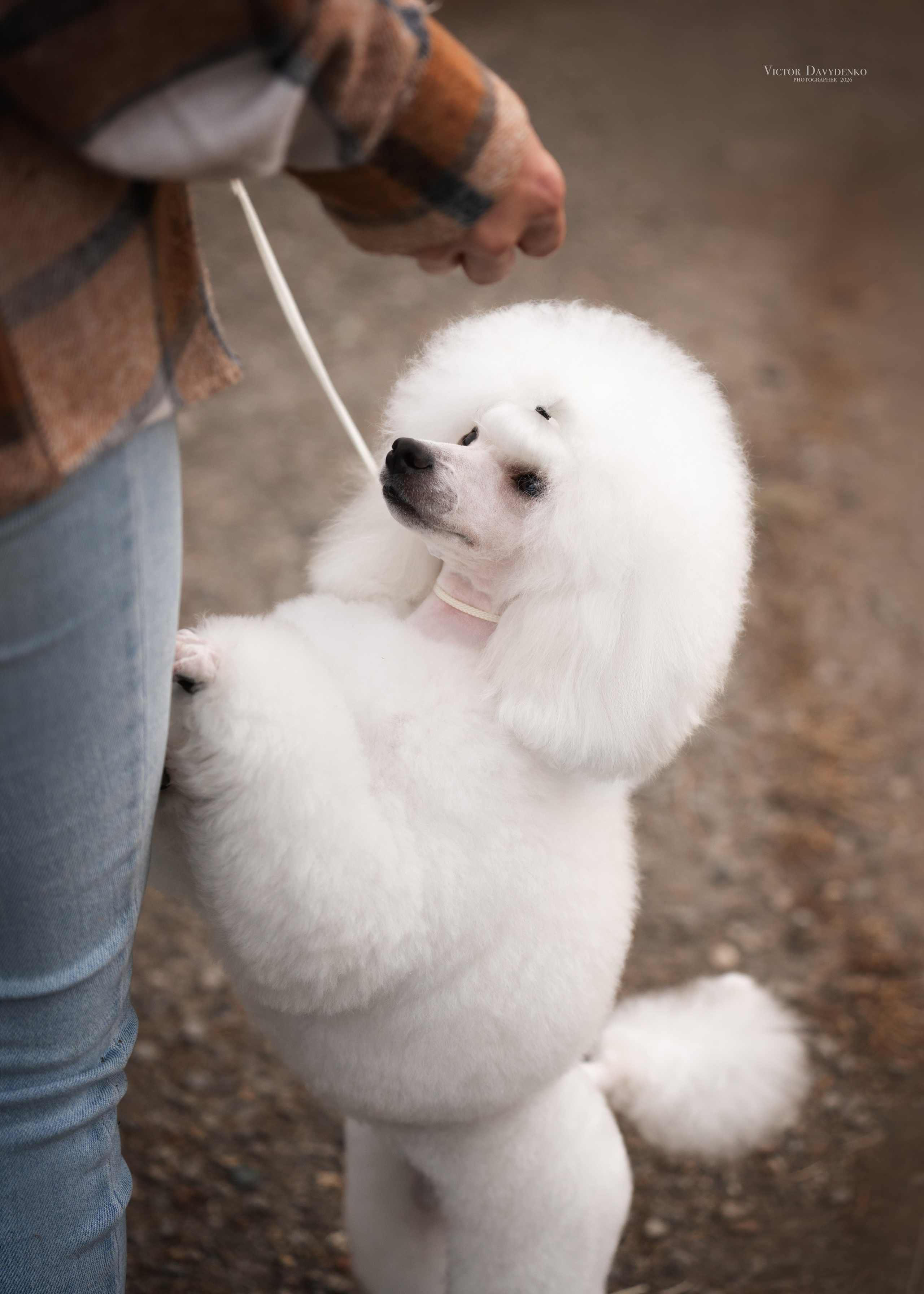 Dog Show. Давыденко Анна / Фотограф Краснодар/Сочи