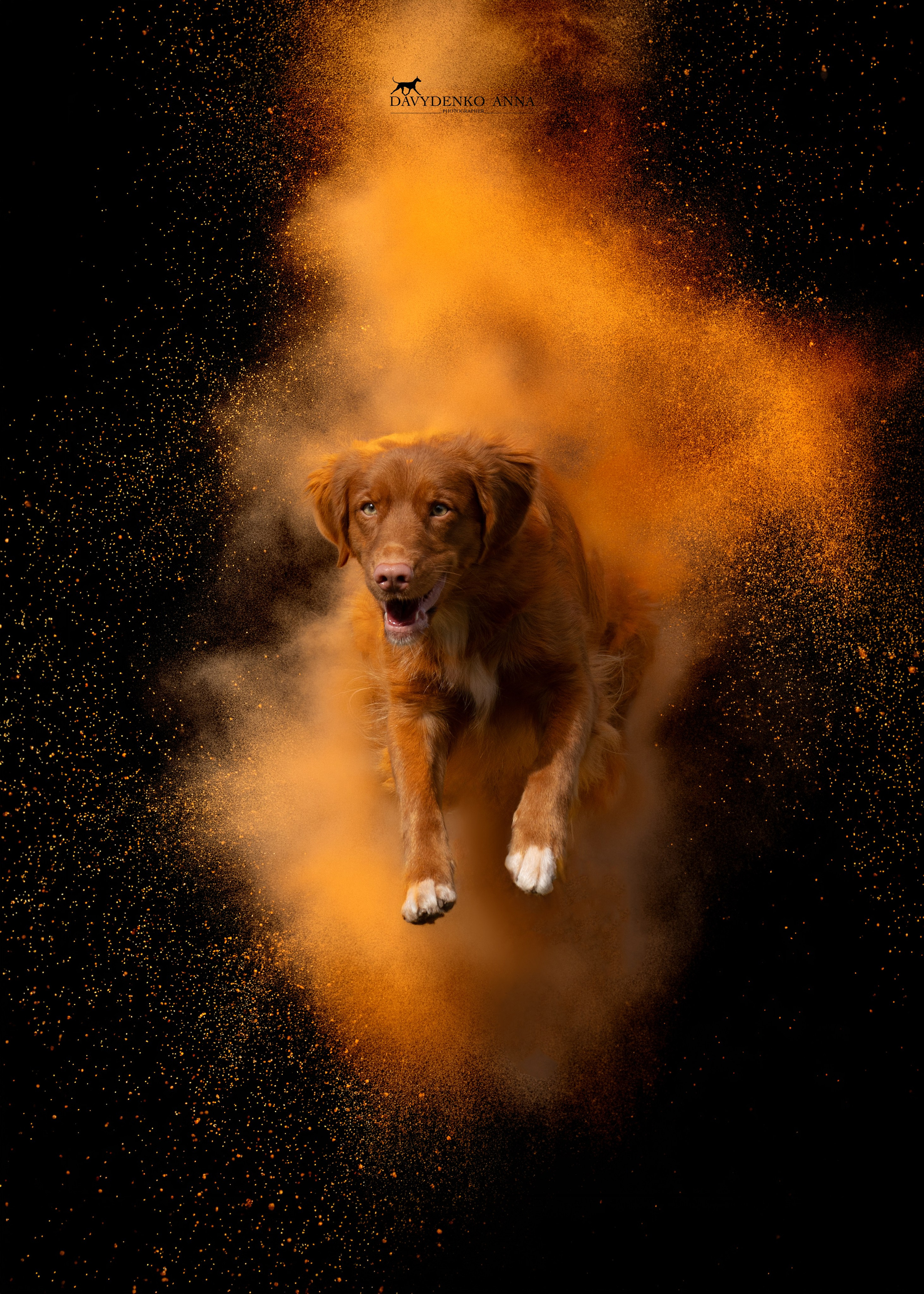 собака в красках холли 