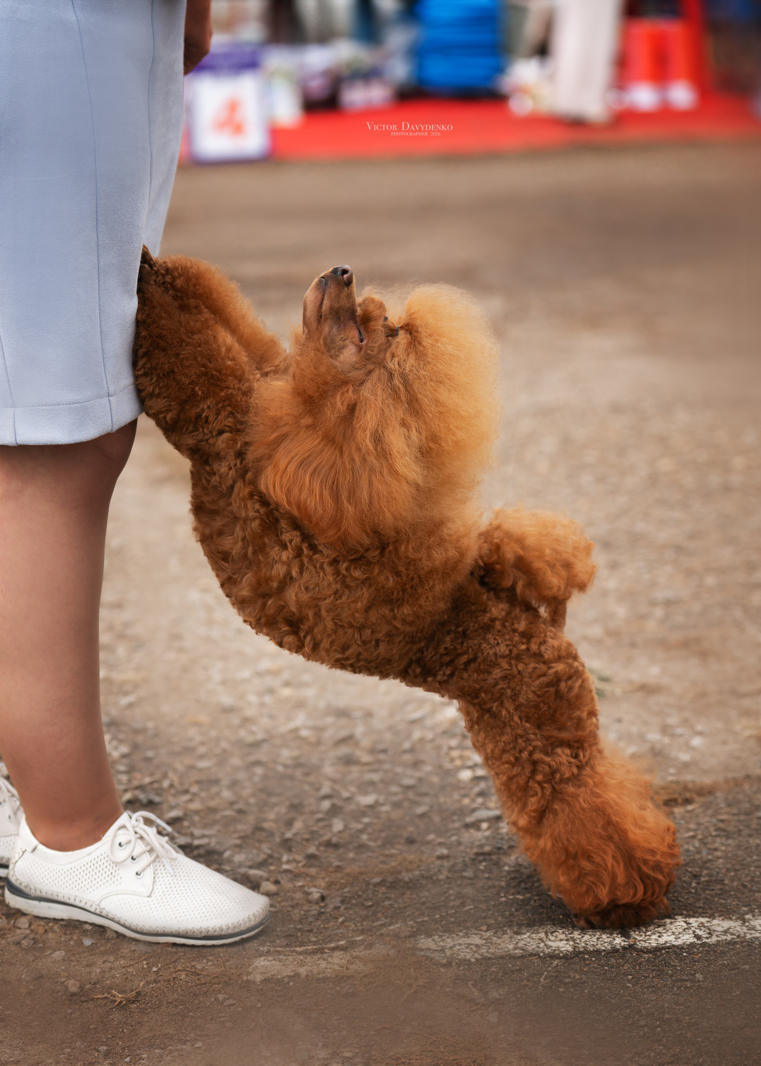 Dog Show. Давыденко Анна / Фотограф Краснодар/Сочи