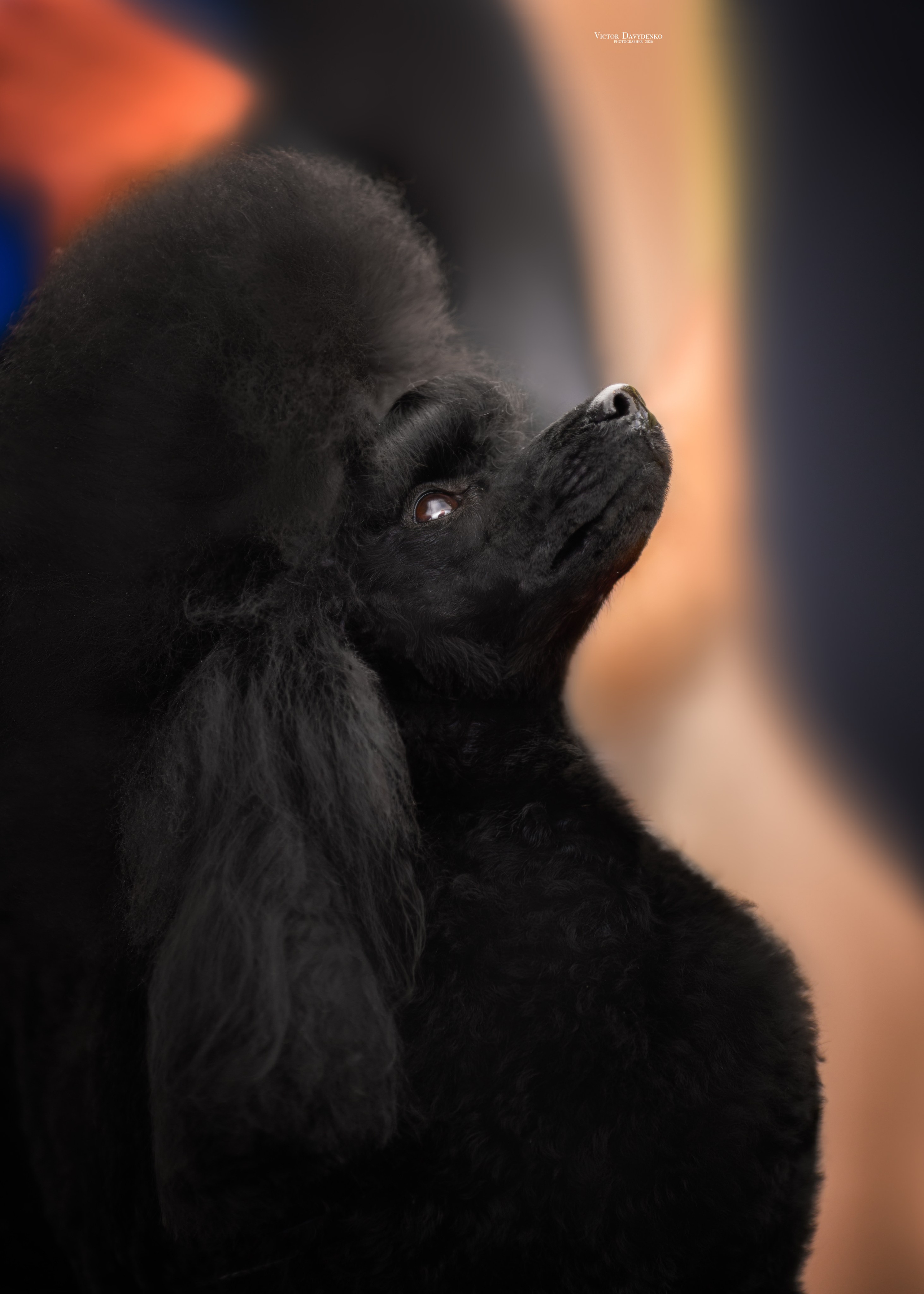 Dog Show. Давыденко Анна / Фотограф Краснодар/Сочи
