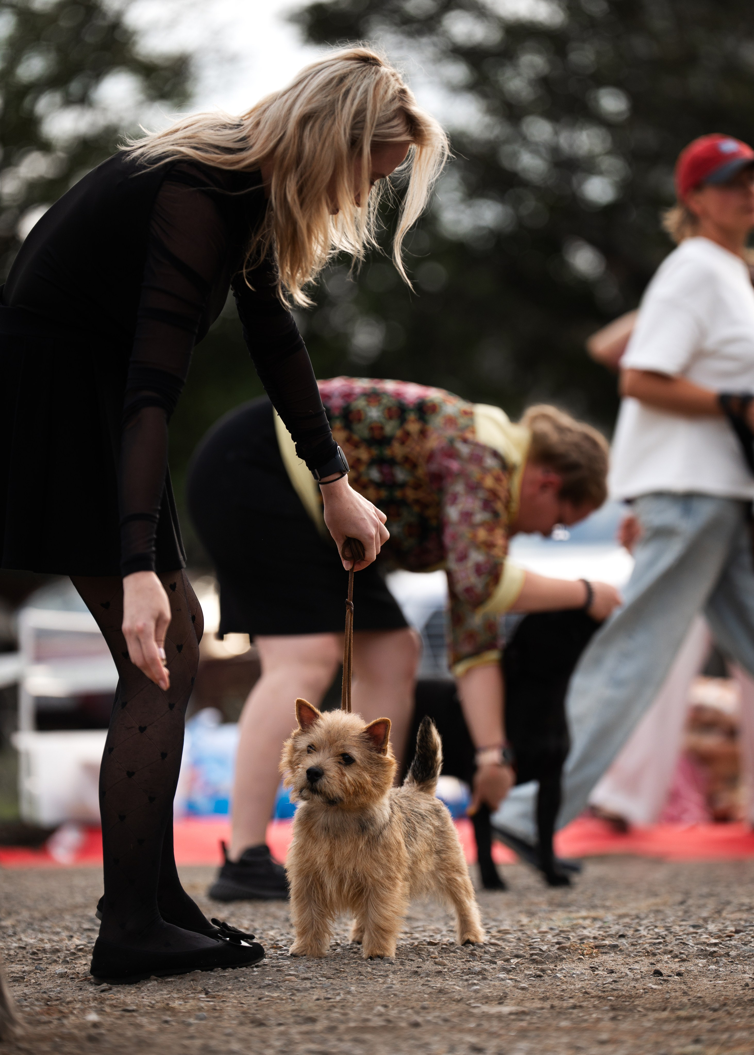 Dog Show. Давыденко Анна / Фотограф Краснодар/Сочи