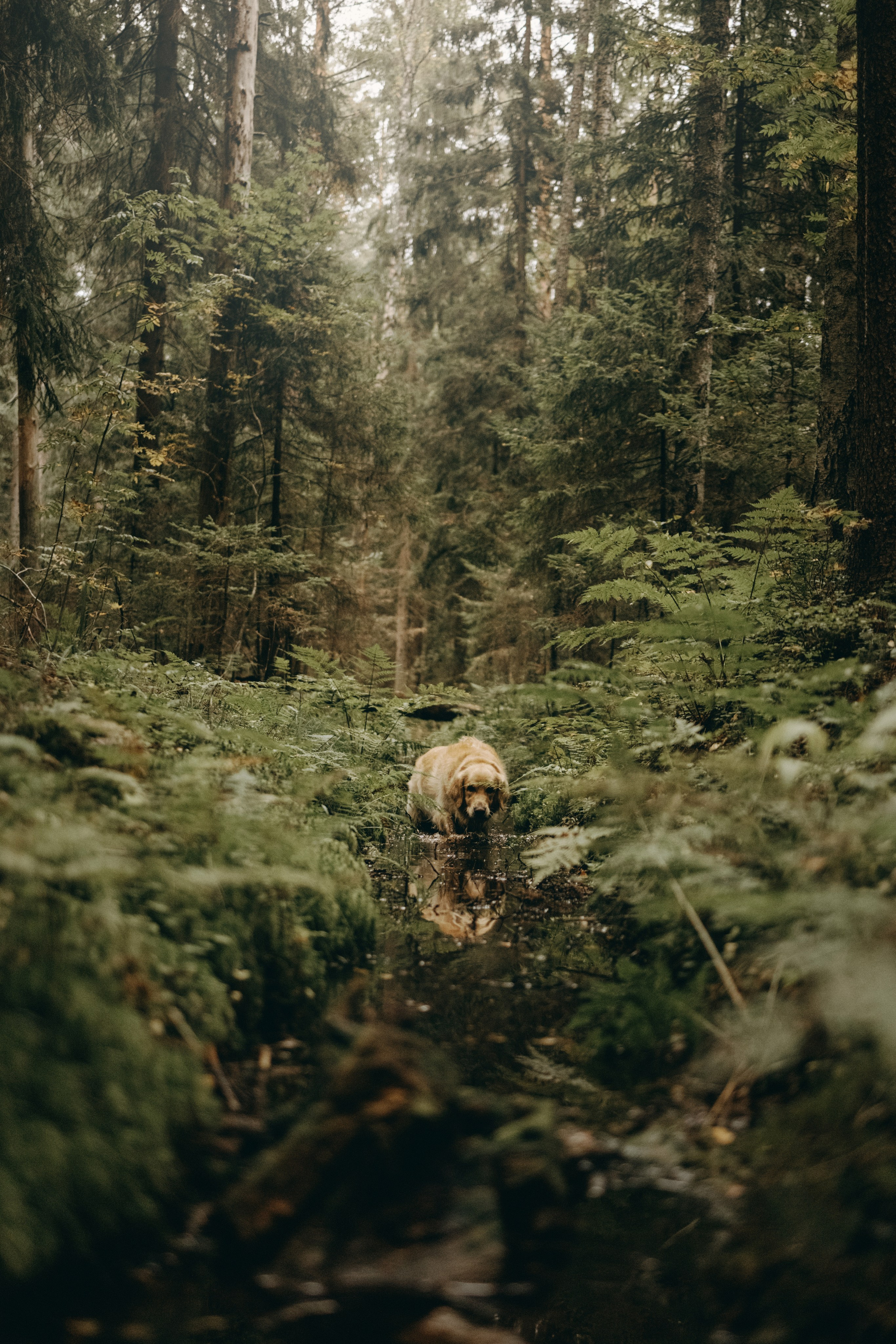 Фоси и его семьи. Фотограф — Анималист | Санкт-Петербург