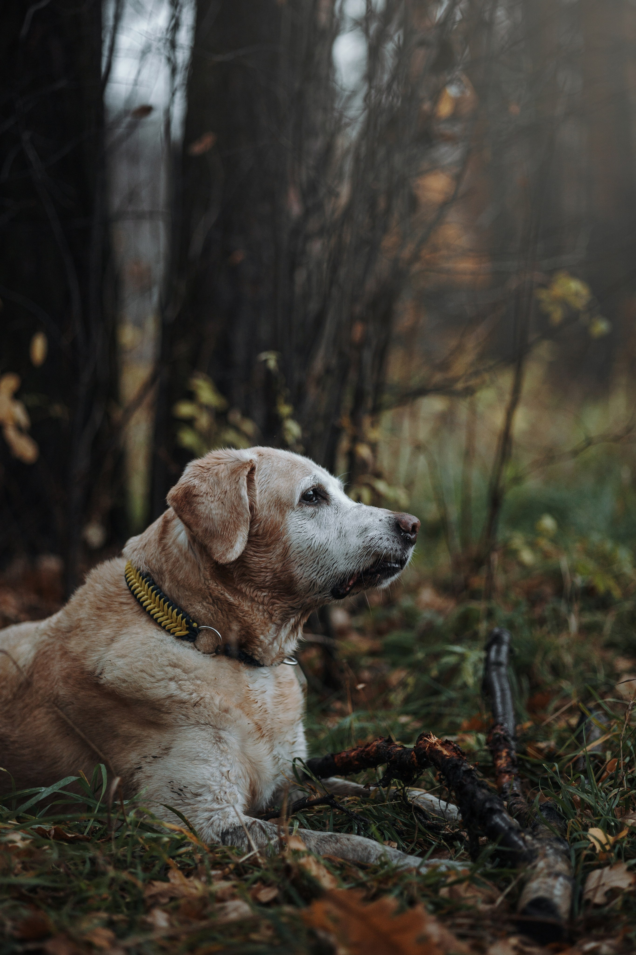 Оксана и Барон. Фотограф — Анималист | Санкт-Петербург