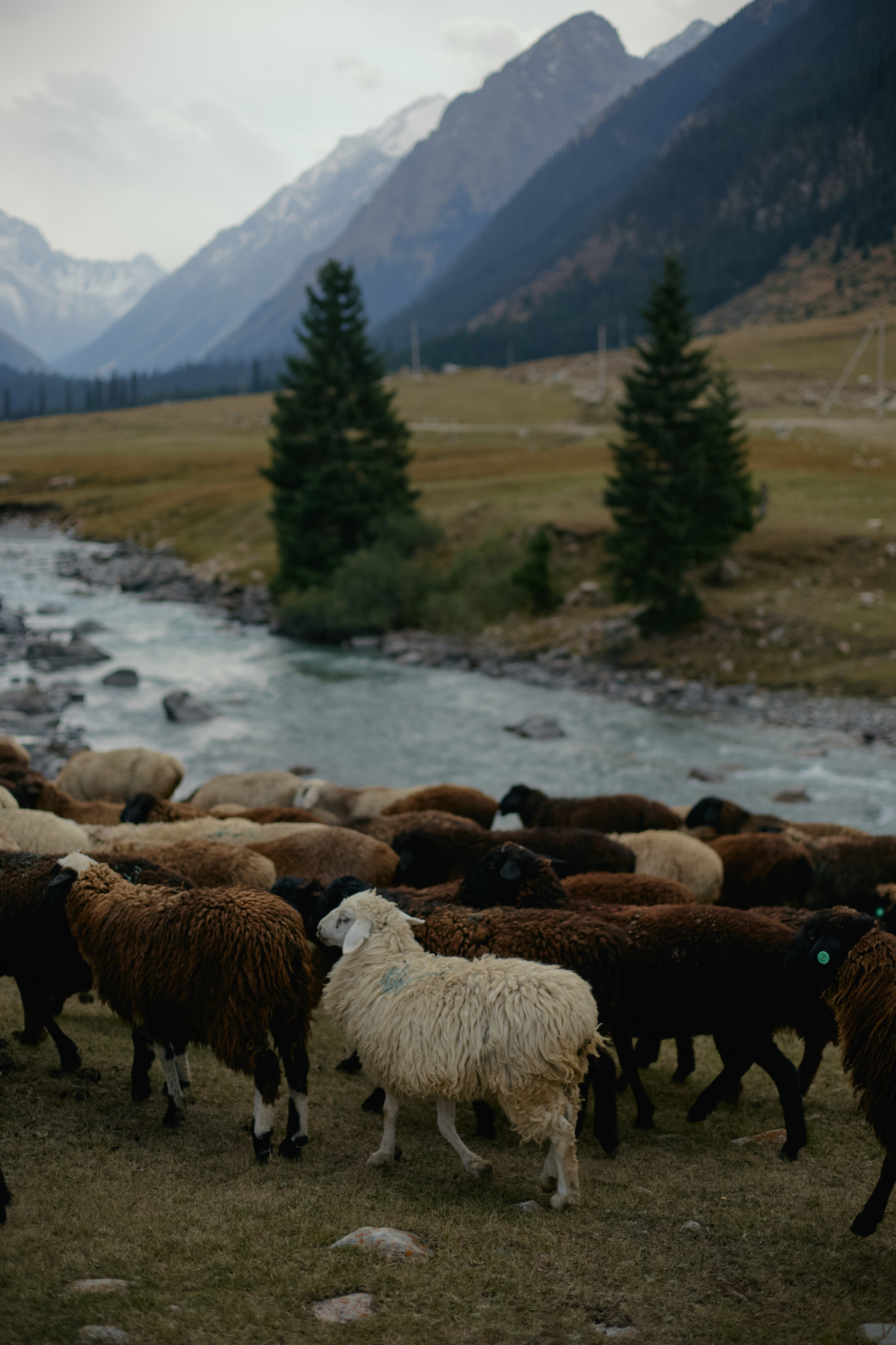 Кыргызтан. Профессиональный Фотограф во Владимире, в Москве и в Суздале — Полина Романычева