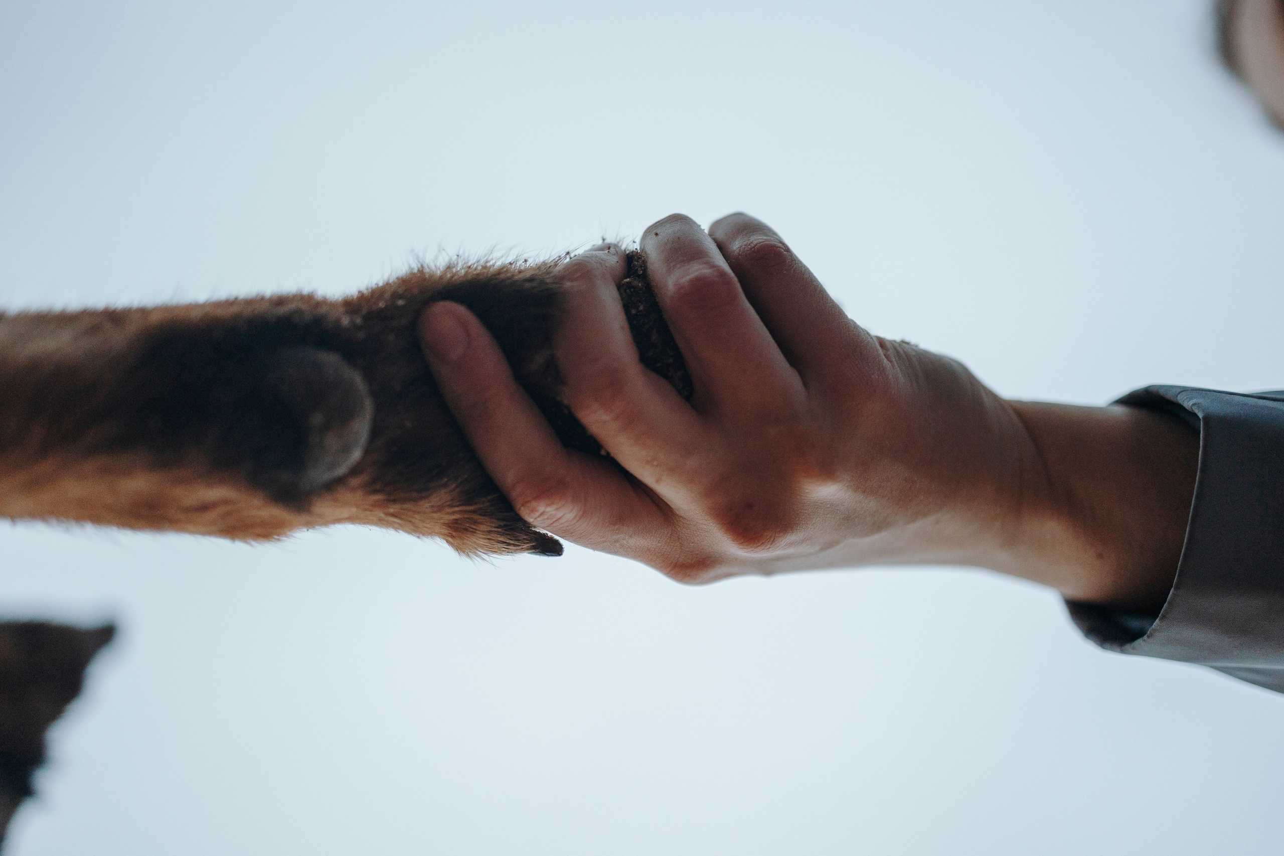 Катя и Агат. Фотограф — Анималист | Санкт-Петербург