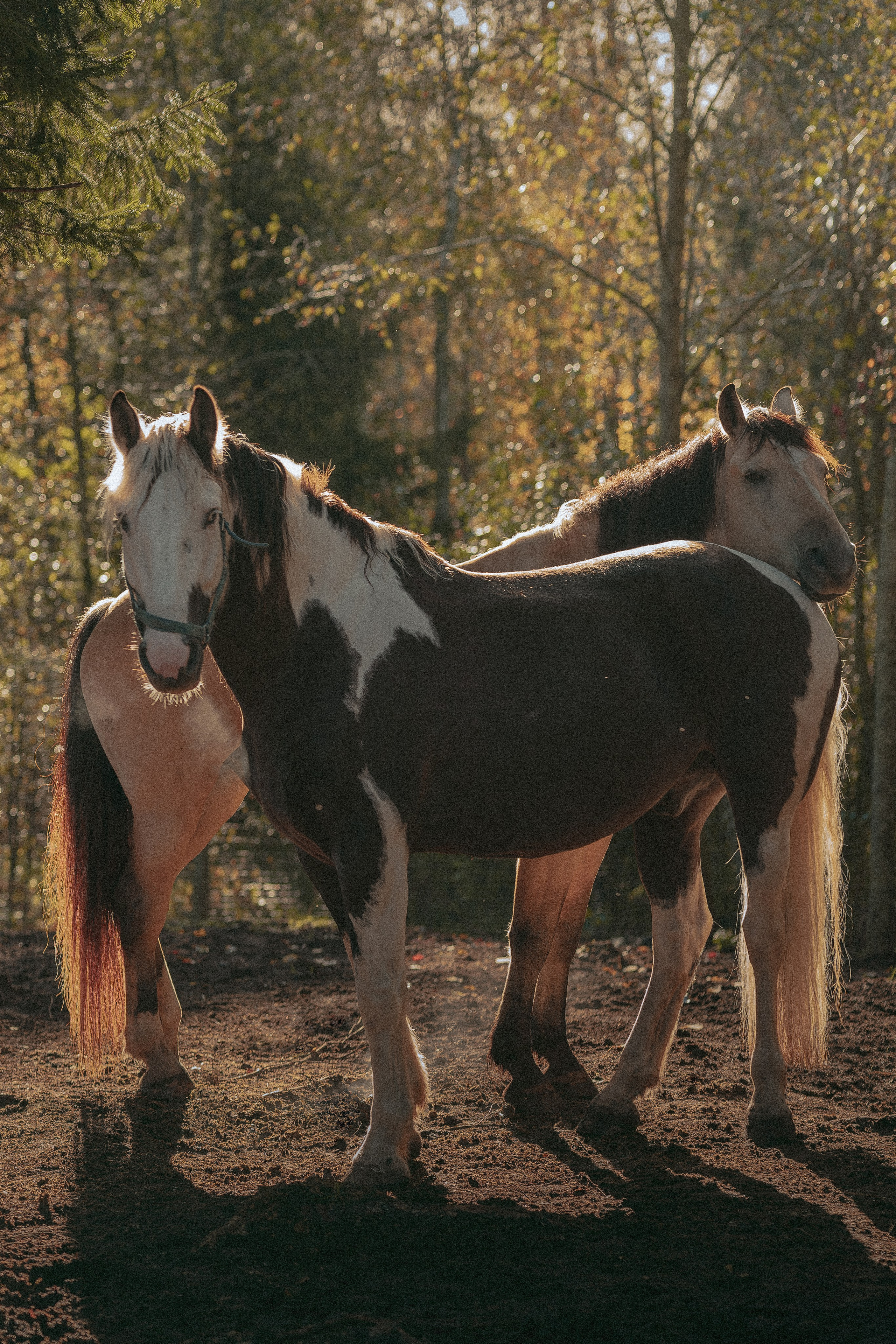 Born to be Wild. Юля Дэй • Фотограф, Санкт-Петербург