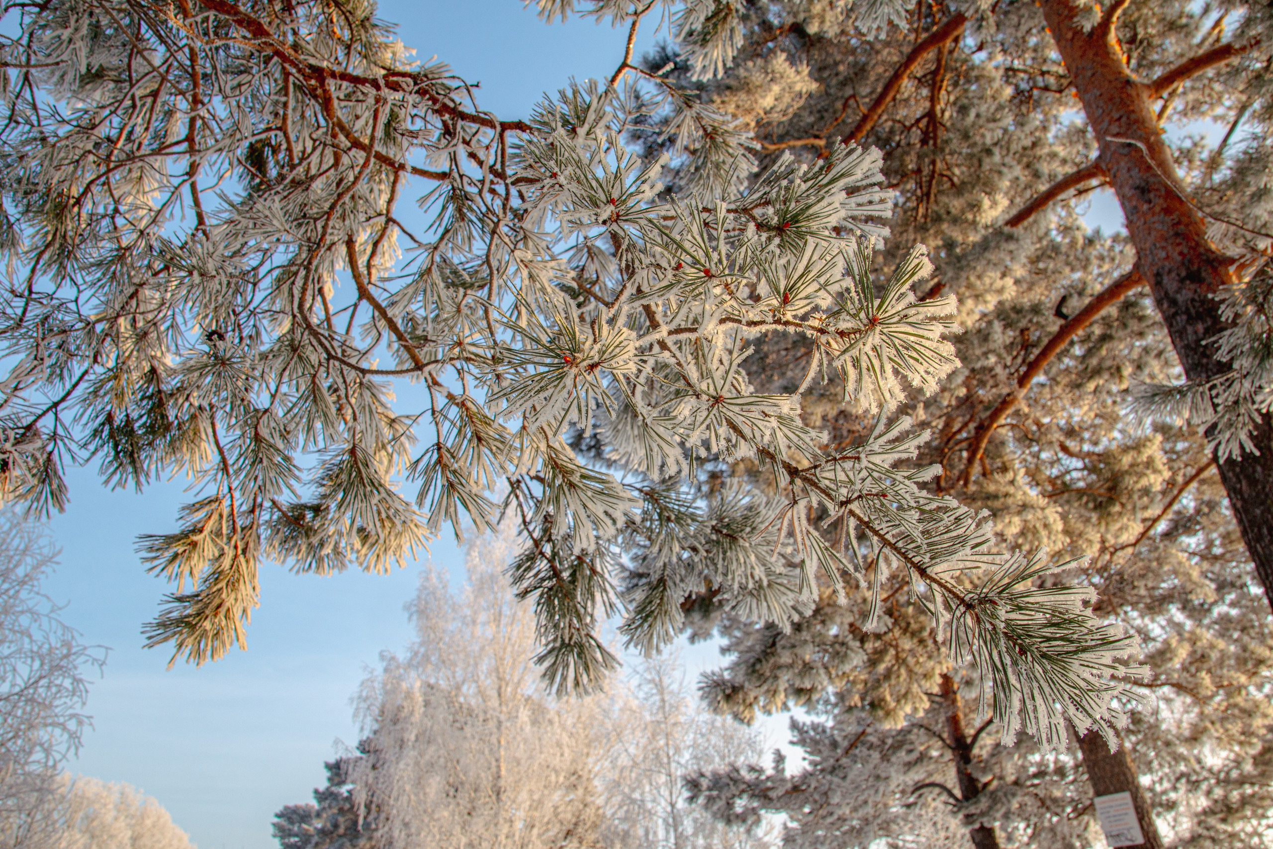 Зима. Ваш фотограф Северск | Томск