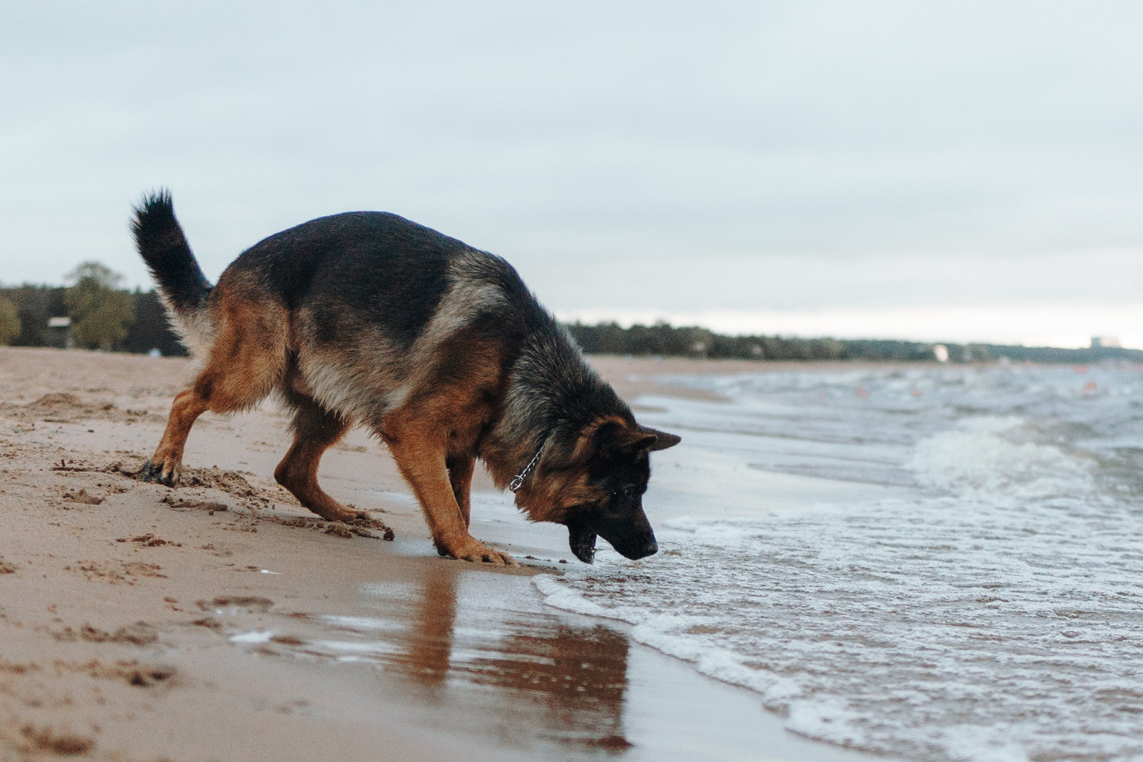 Катя и Агат. Фотограф — Анималист | Санкт-Петербург