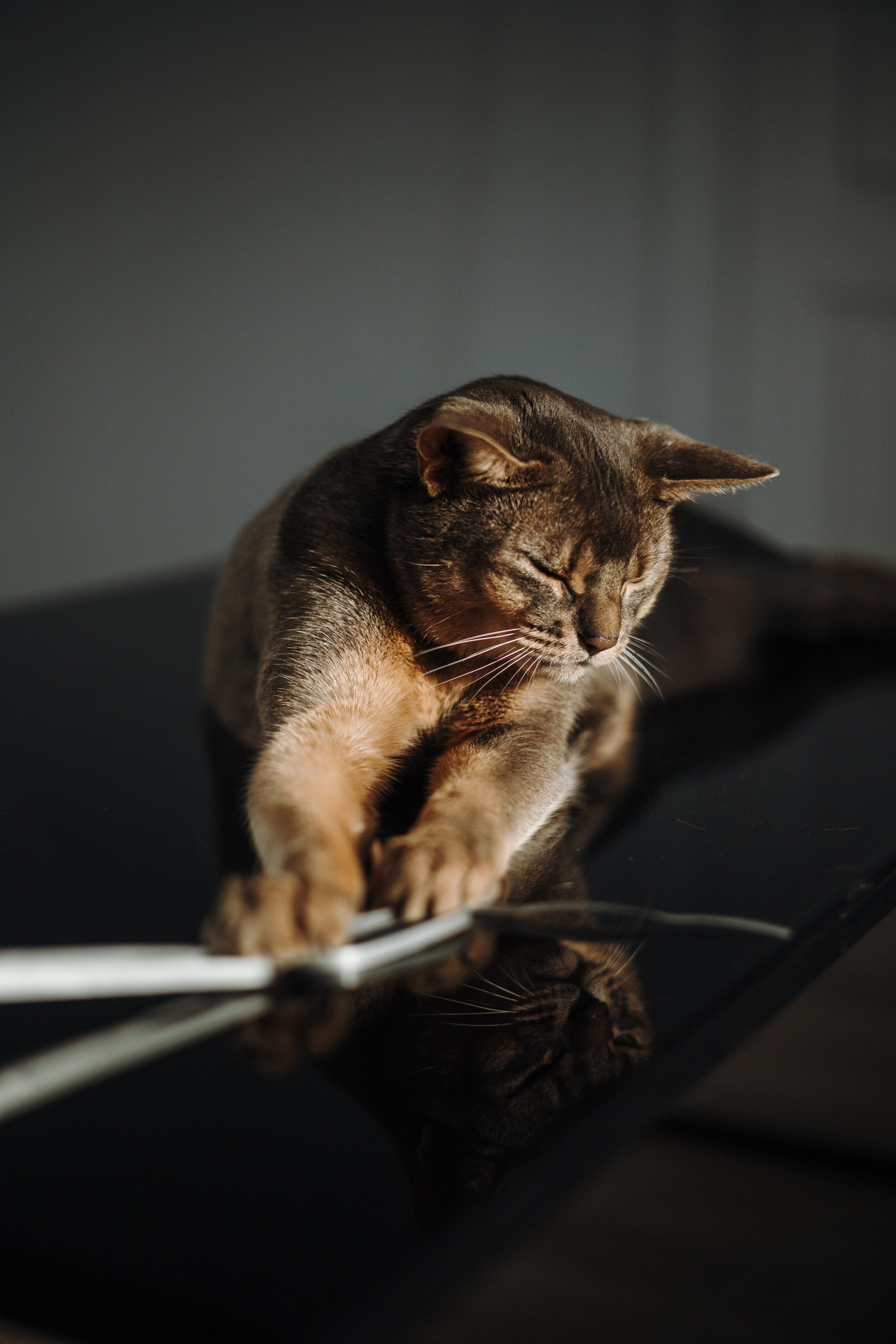 Циско и его семья. Фотограф — Анималист | Санкт-Петербург