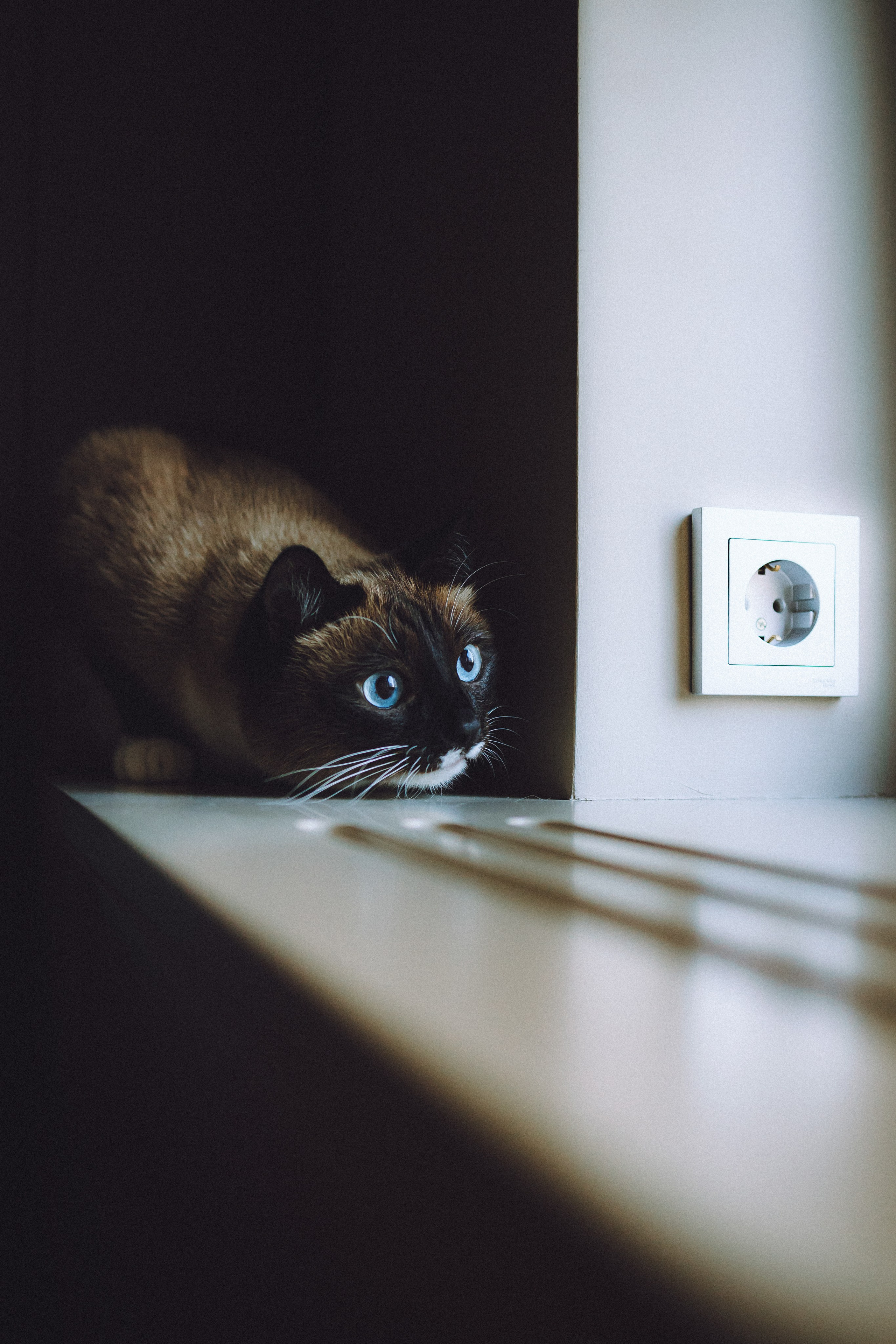 Наташа, Маруся и Зефир