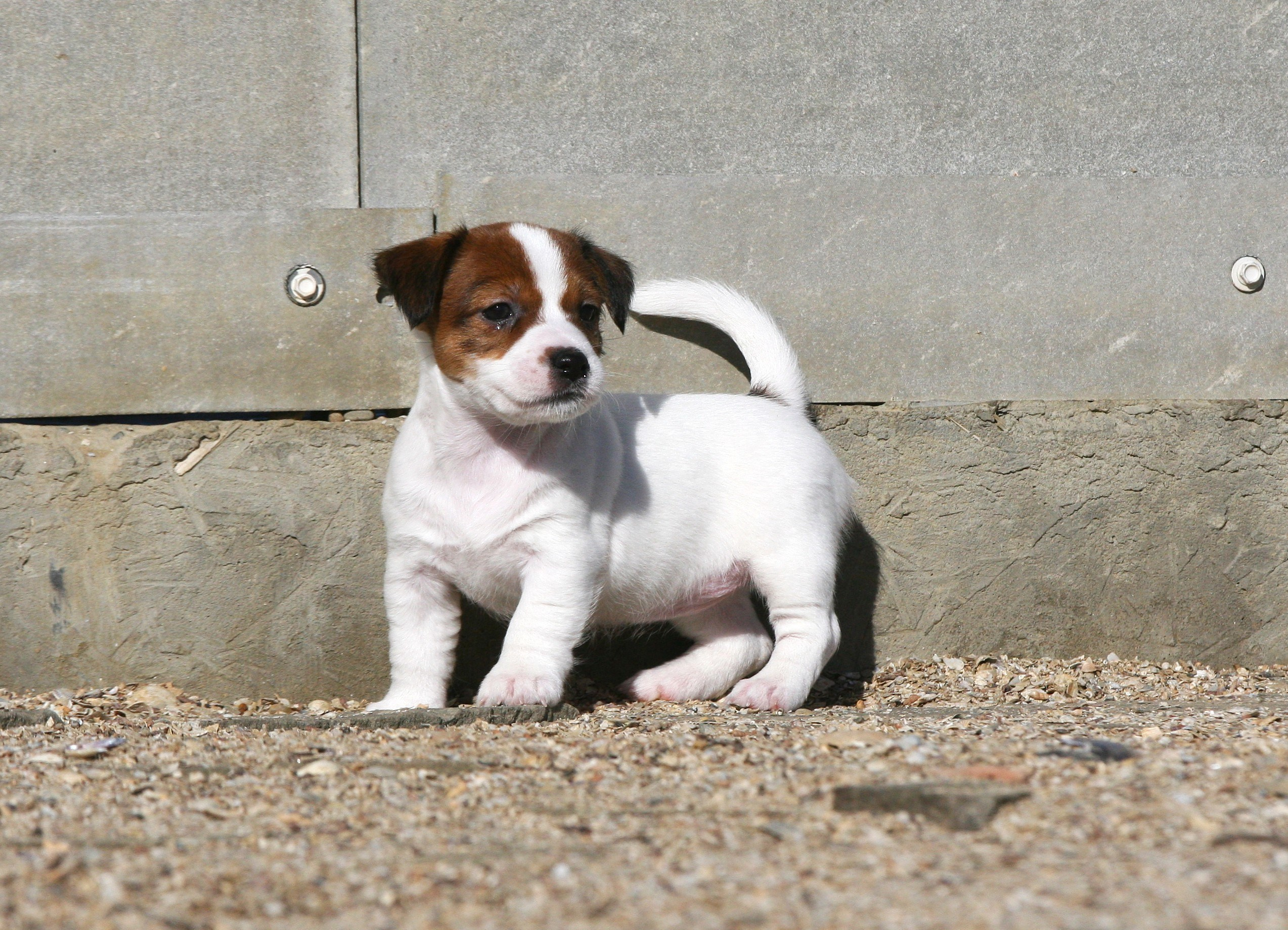 Female 2 not available at this moment. Lovely-Orange питомник джек рассел терьеров