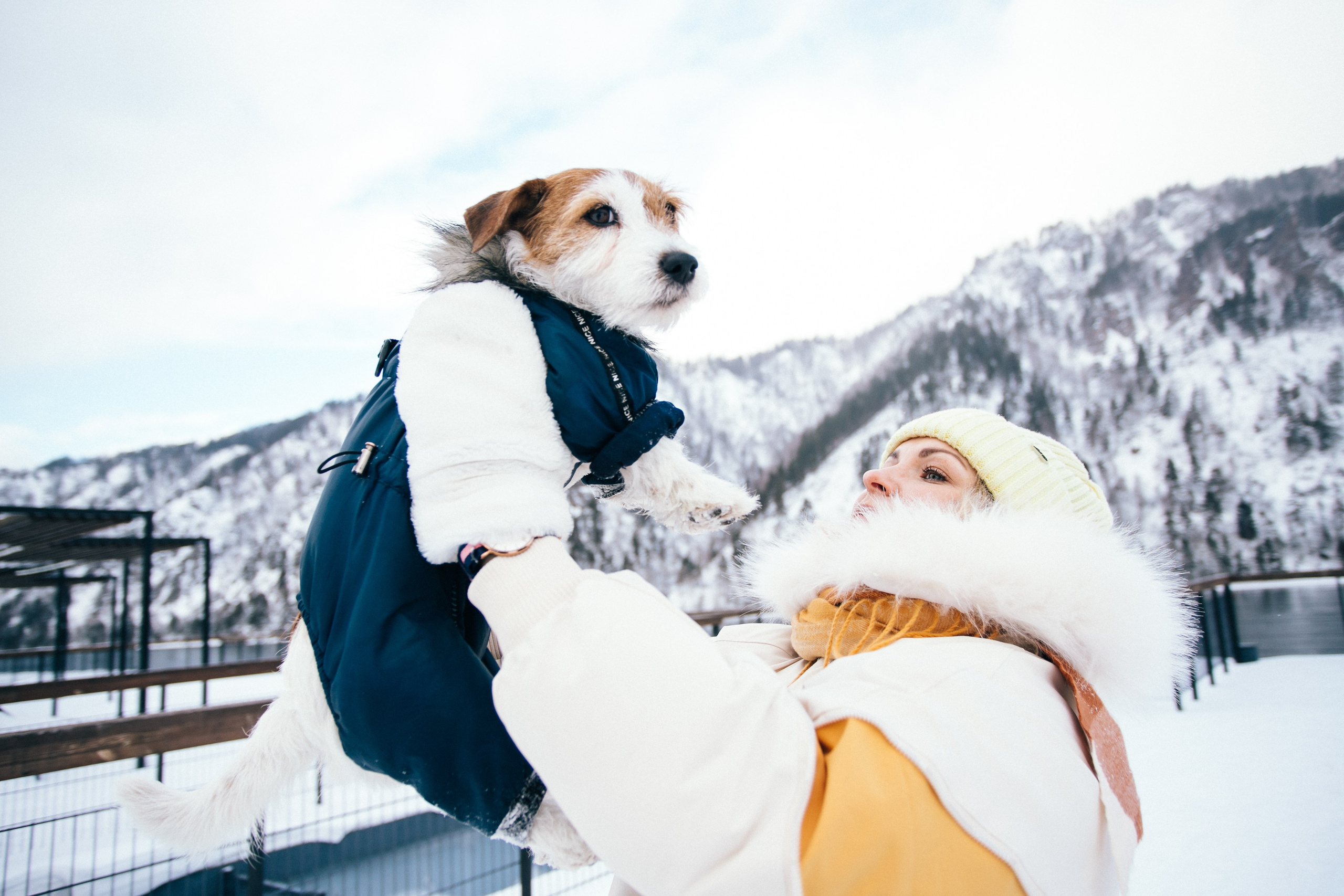 Фотосессии собак. Фотограф Дарья Локотко в Красноярске