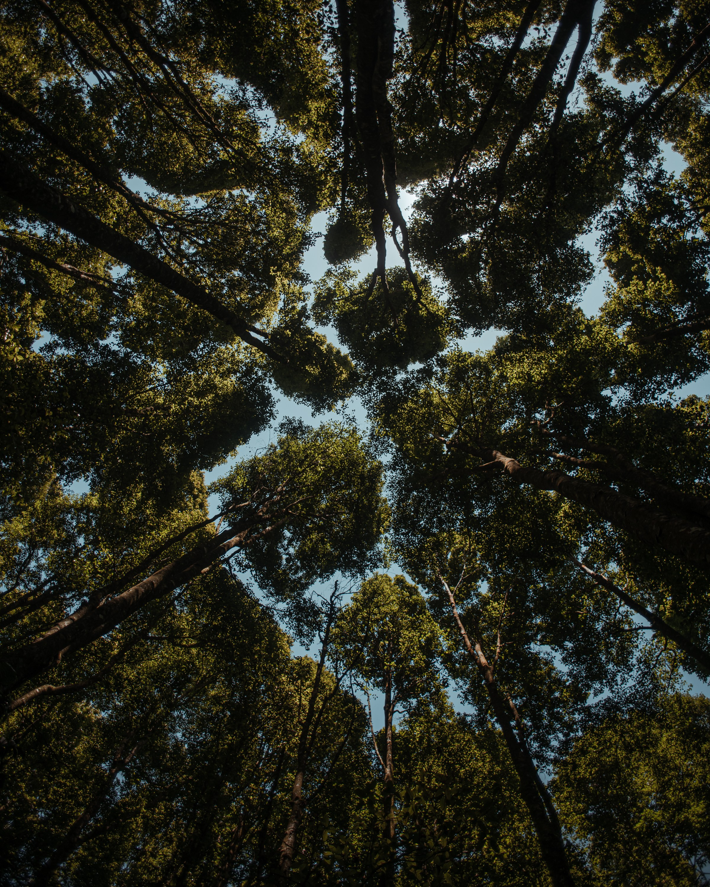 Bali. Indonesia. Photographer in Tokyo Anatolii Ozarto