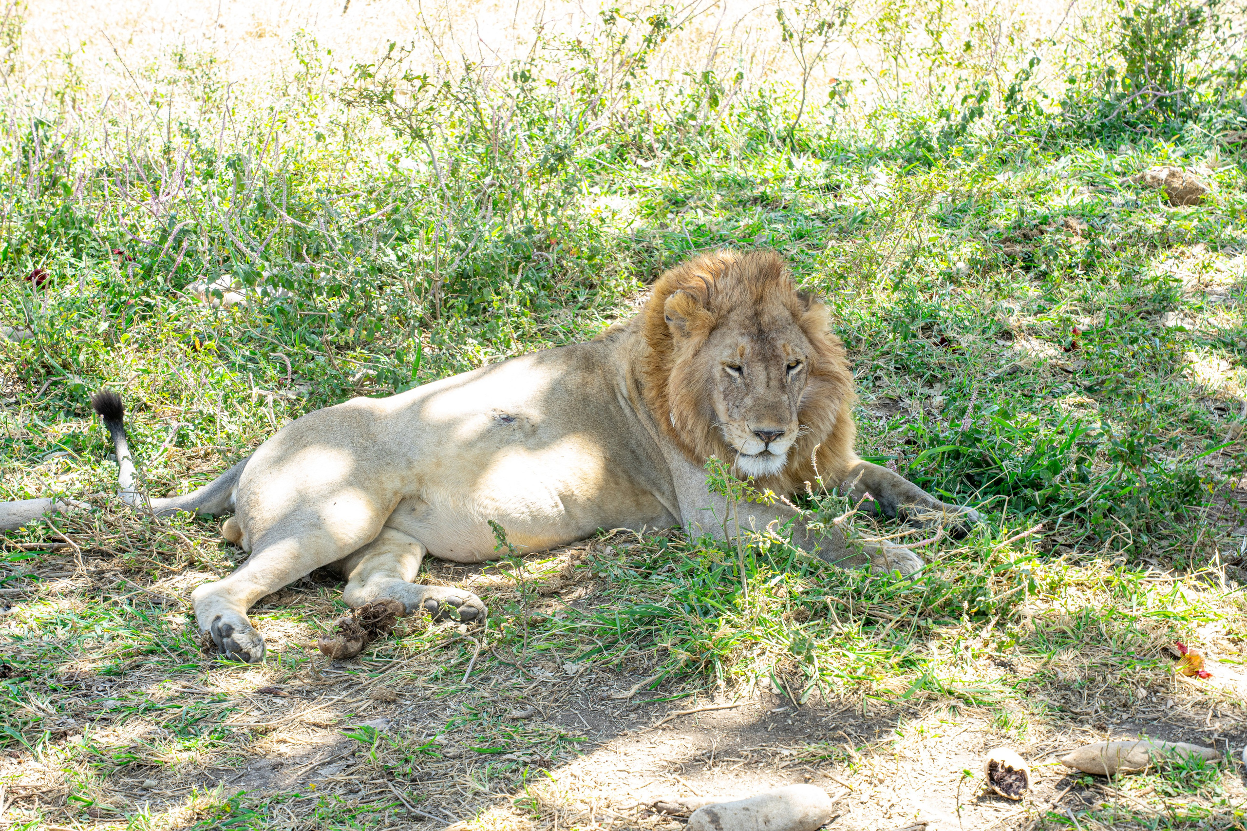 Танзания, сафари, 2025. Творческие сьемки