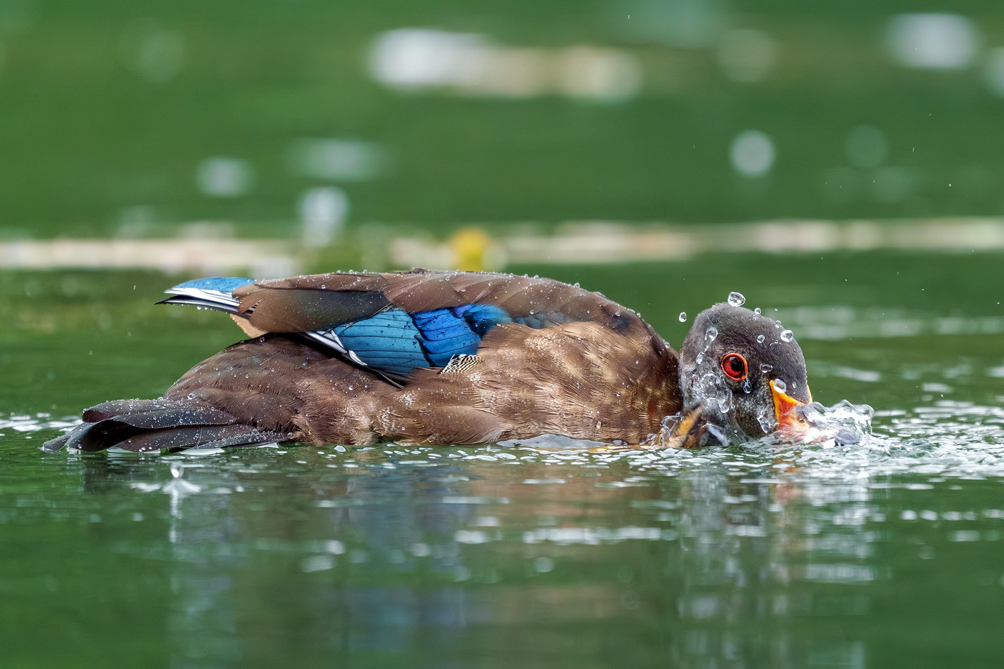 Удивительные мир птиц. Вокруг нас столько прекрасного — присмотритесь!. Ваш личный фотограф Марина Волкова