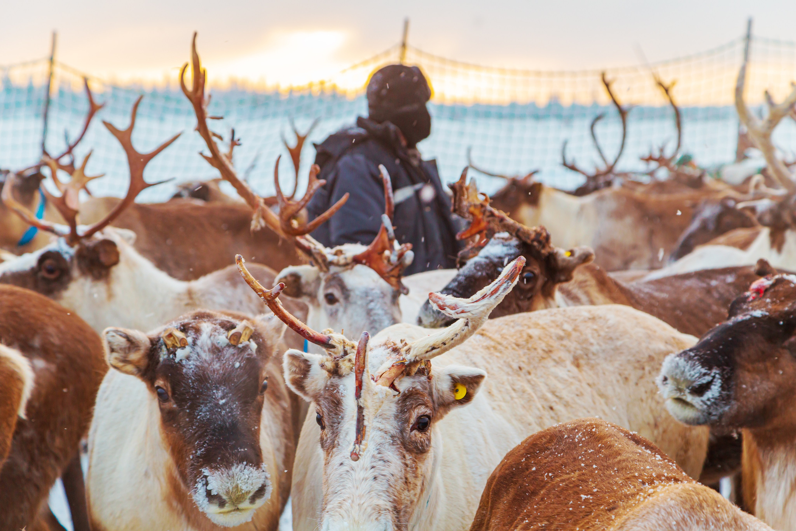 Ненецкий автономный округ. Тревел-фотограф Елизавета Ларионова