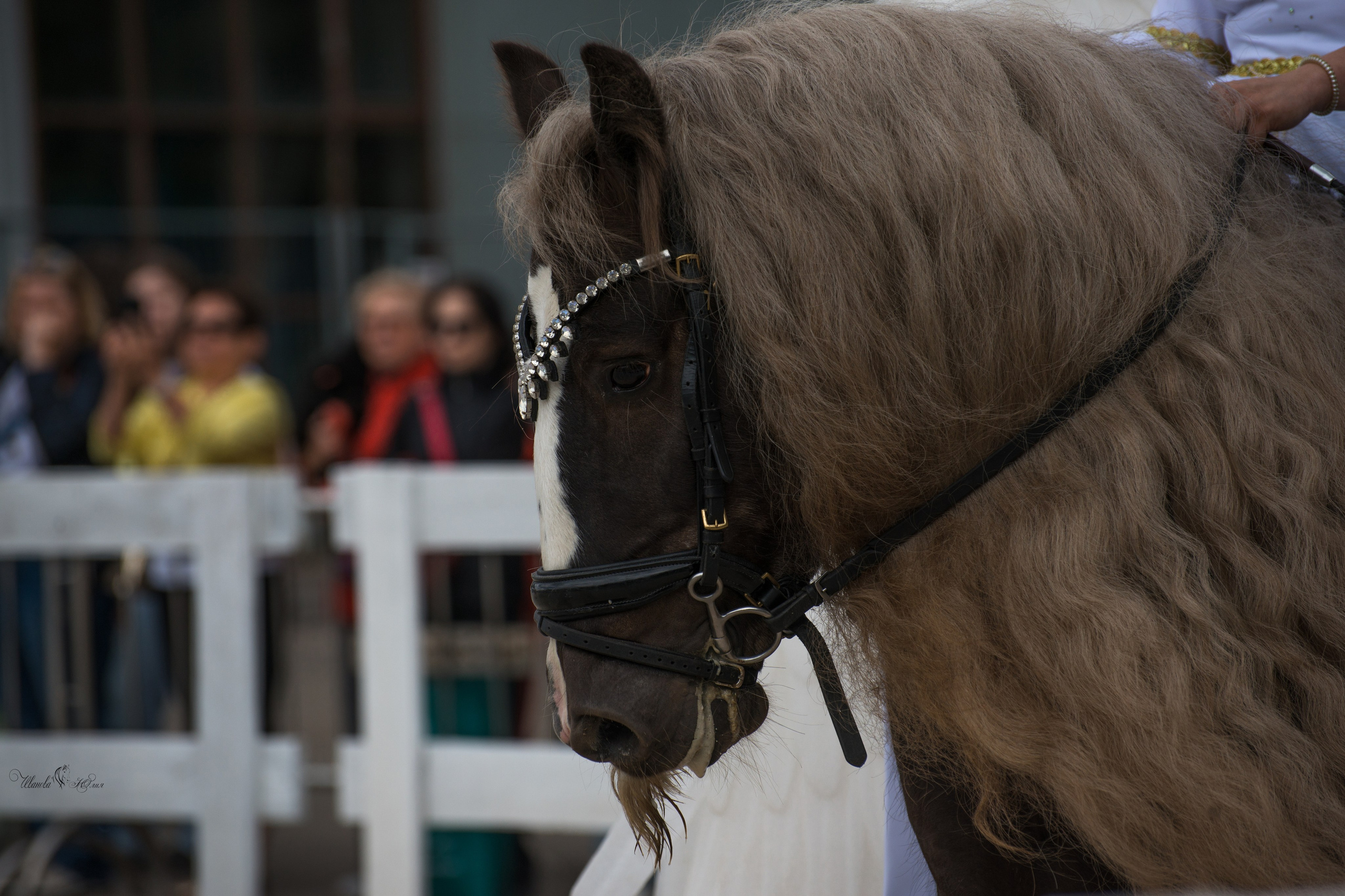 Эквирос, Москва. Конный фотограф в Саратове Юлия Иванова