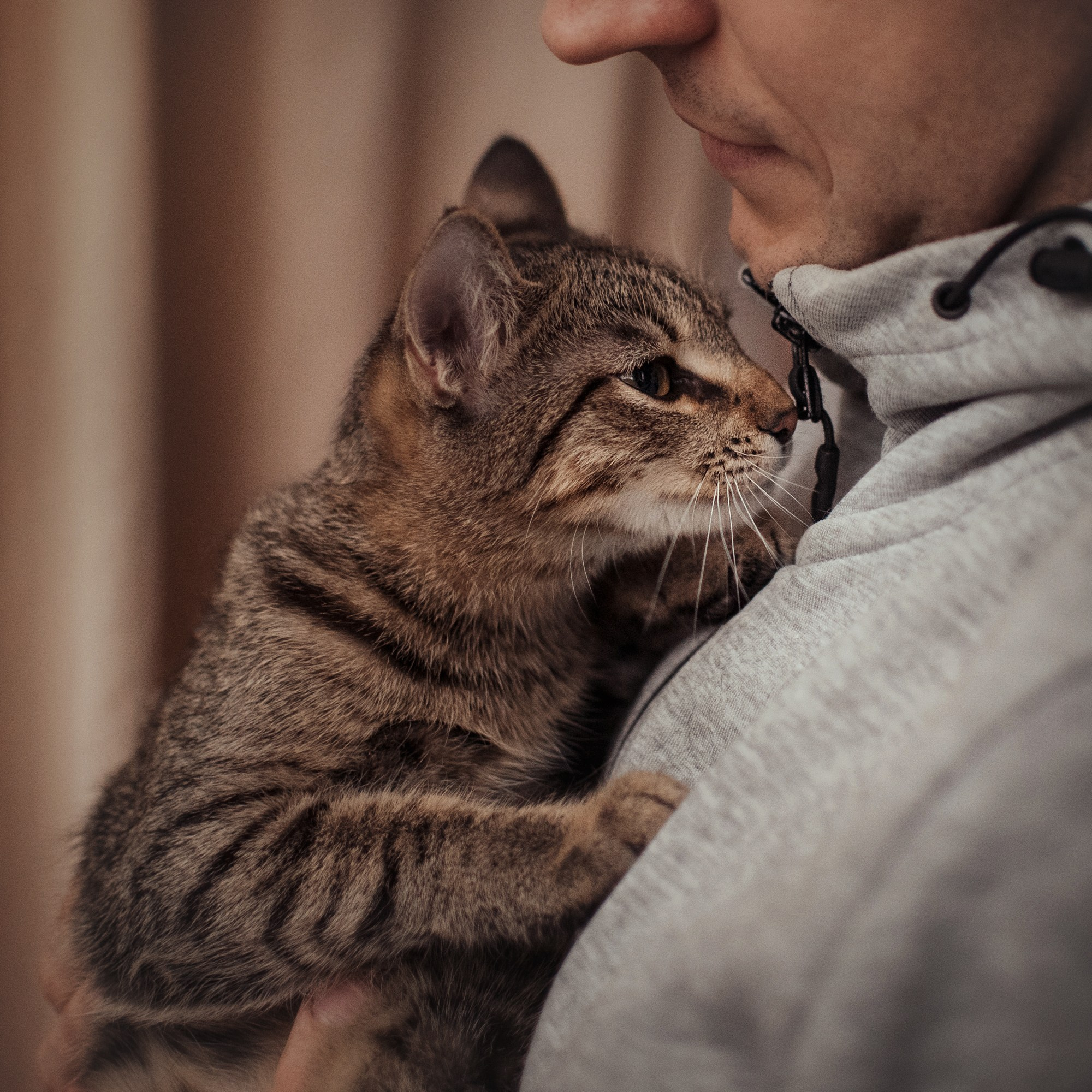 Cats: looking for a home and adopted. Photos of you and your pet