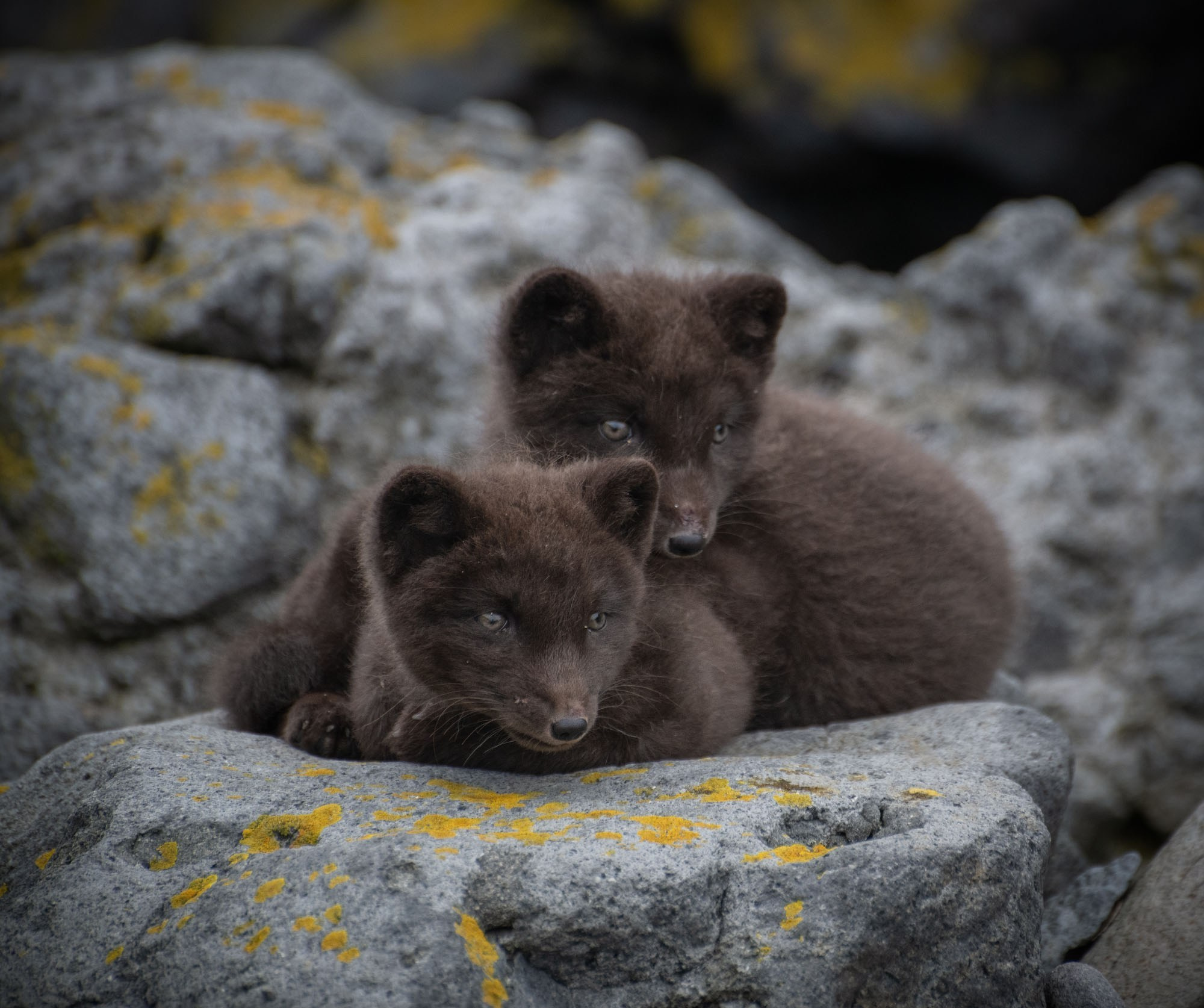 Фототур на северные Курилы 2026