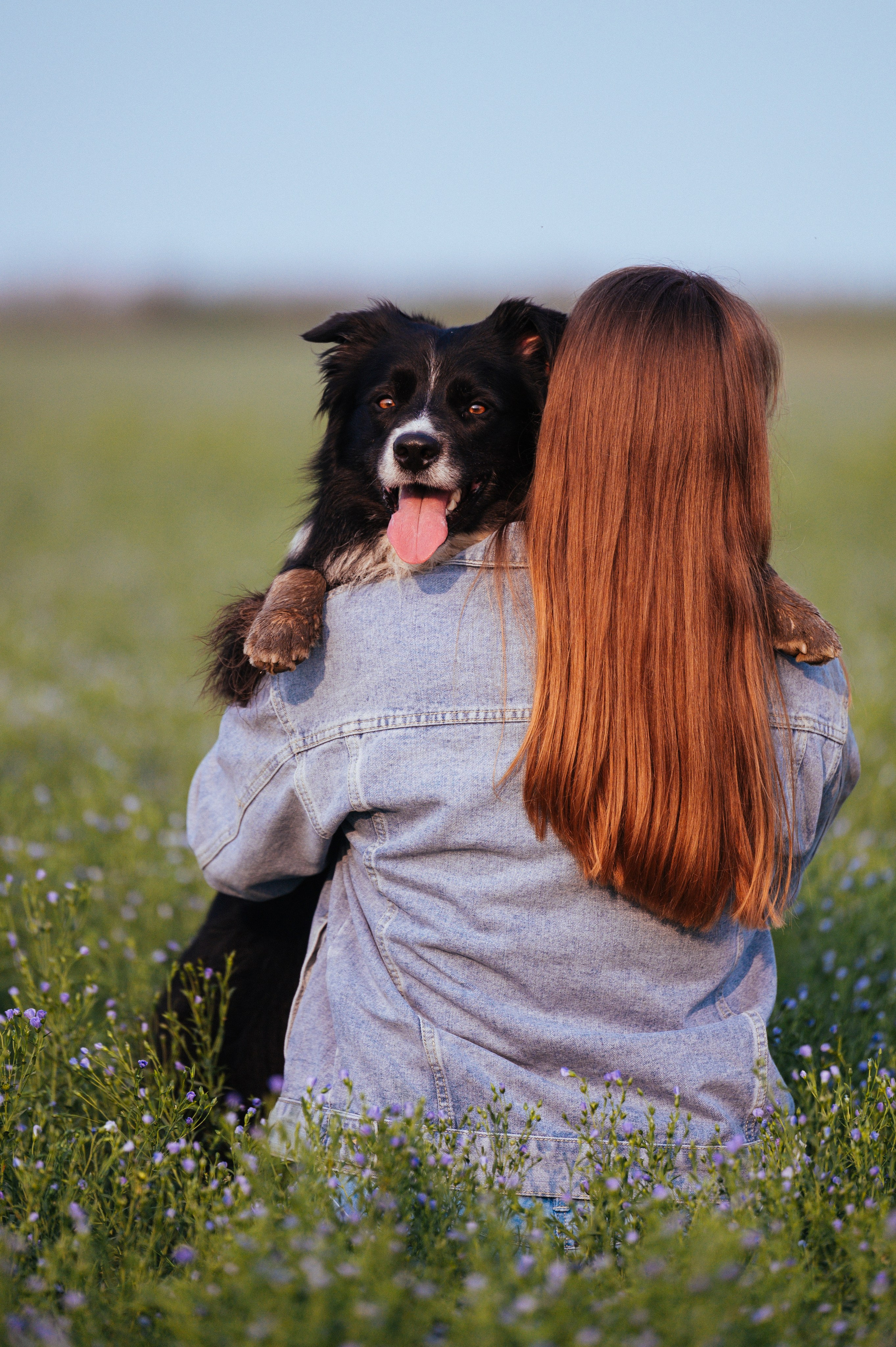 Прогулка на рассвете с бордер-колли. Фотограф в Ростове —на — Дону