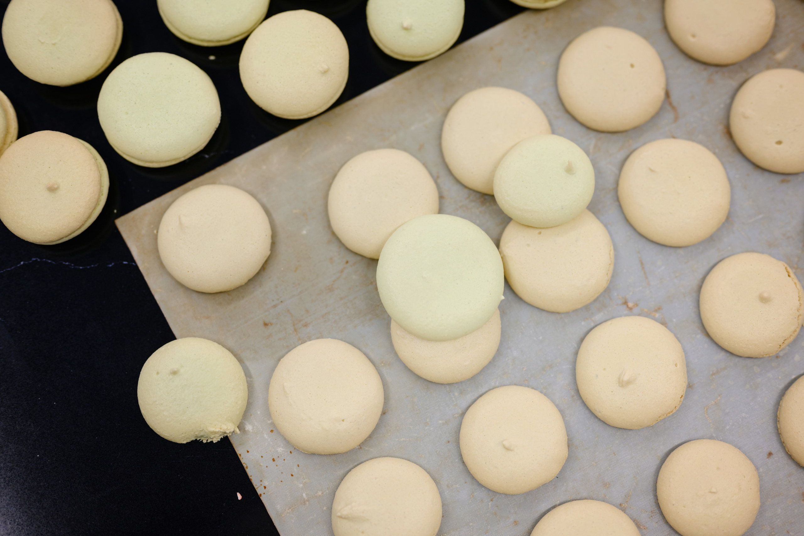 Kenwood. Семейный фотограф и анималист в Москве и Московской области