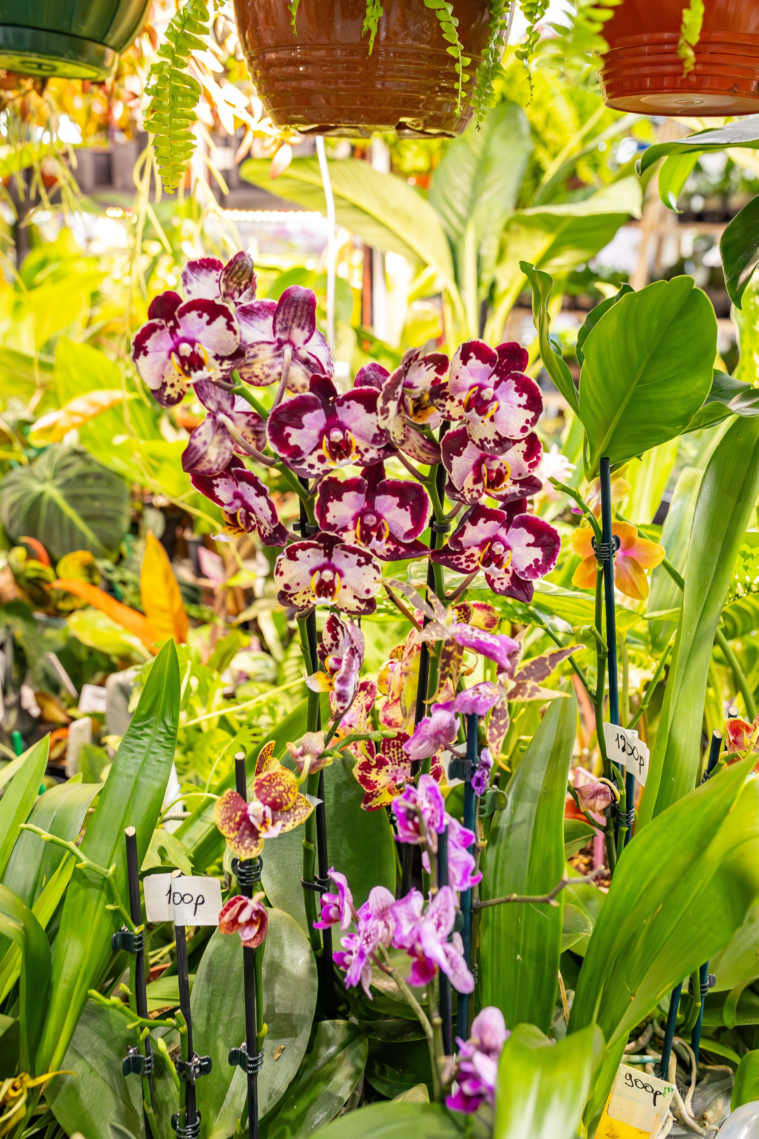 Орхидиум сентябрь 2025. Александра Куликова фотограф, Москва