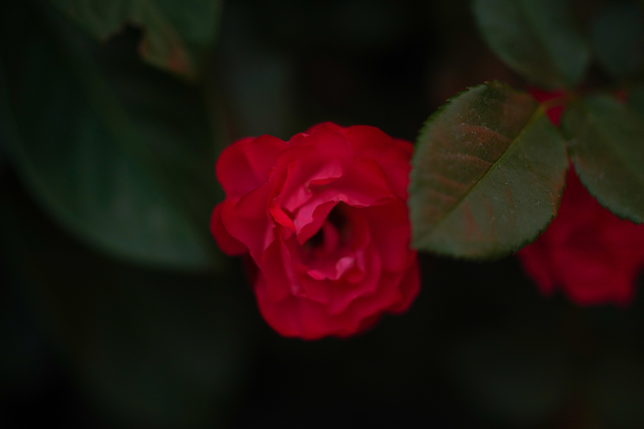 Московское чаепитие. Московские сезоны. Фотограф в Москве Мария ~Zagagul~