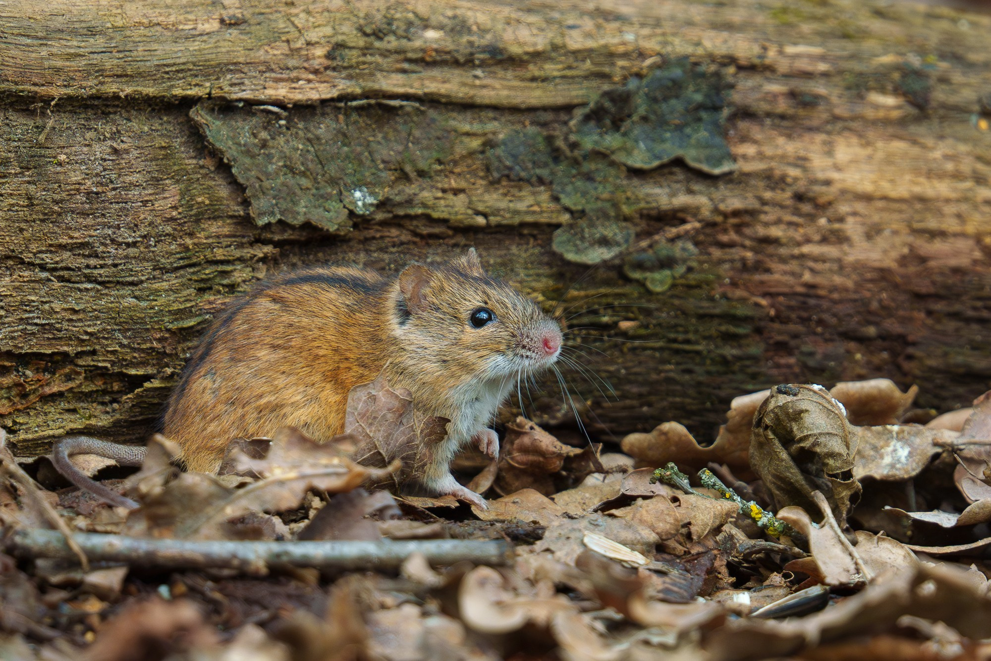 Животные. Ваш личный фотограф Марина Волкова