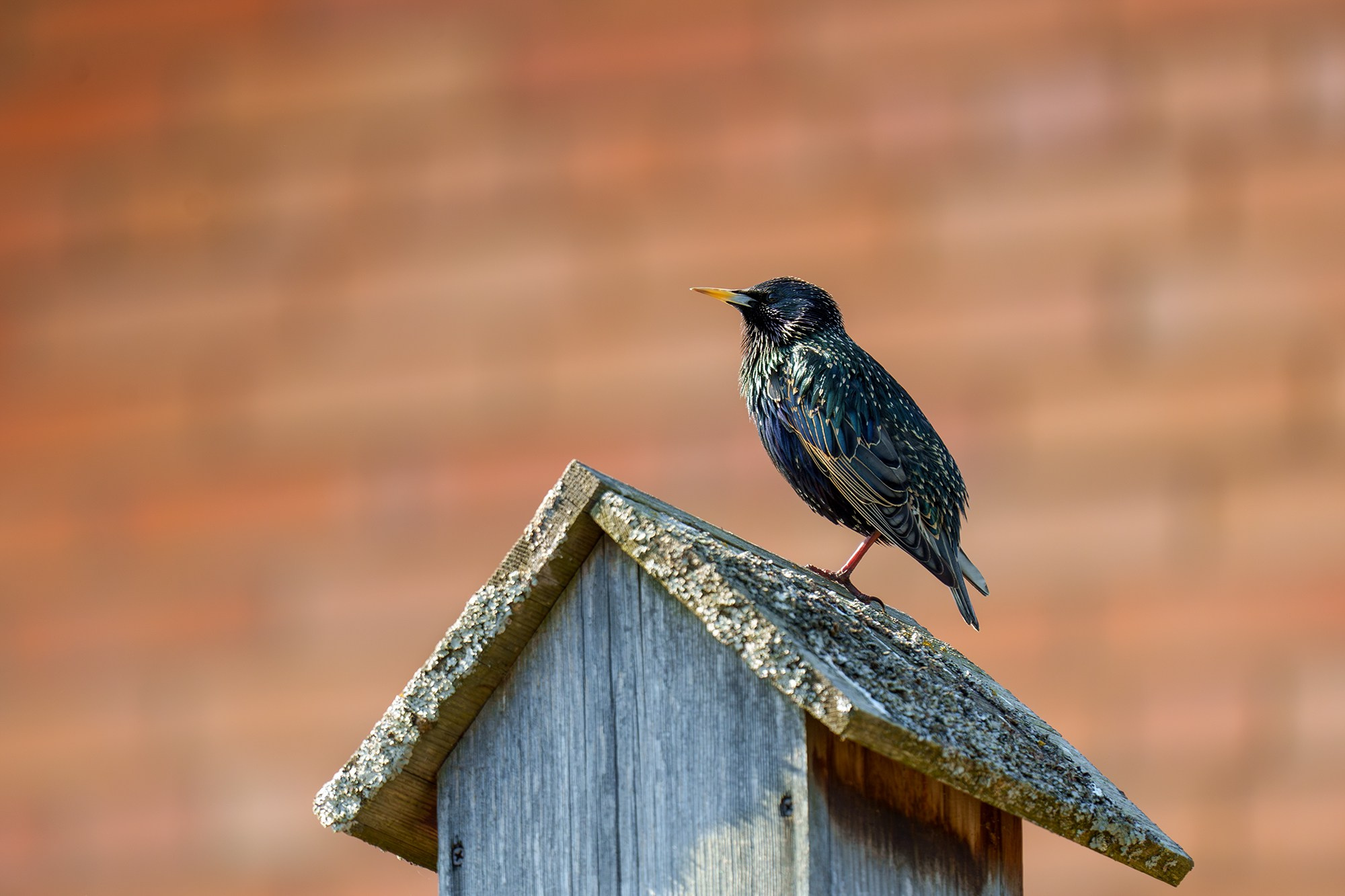 Удивительные мир птиц. Вокруг нас столько прекрасного — присмотритесь!. Ваш личный фотограф Марина Волкова