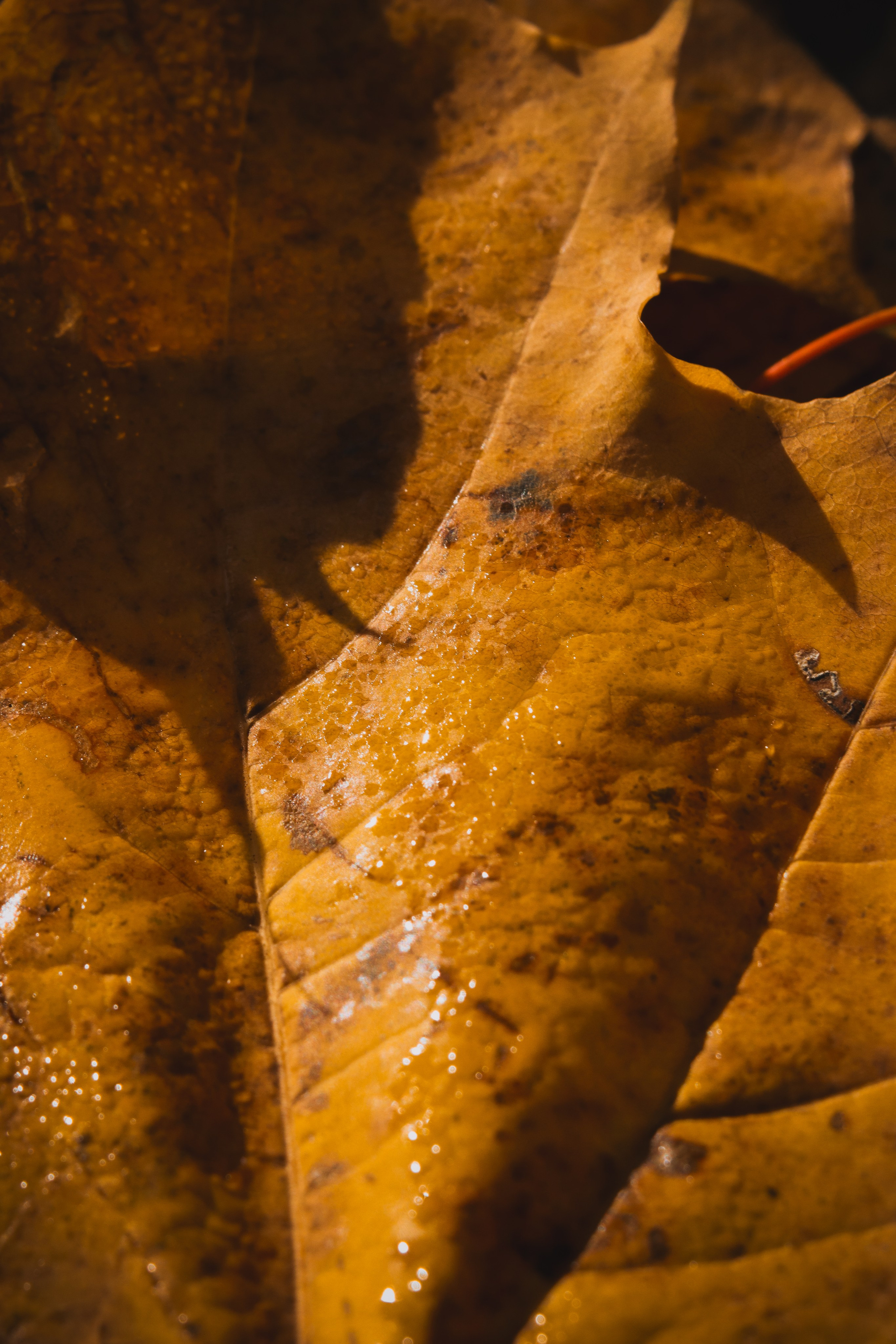 Ж Е Л Т Ы Й. — Digital Noise —