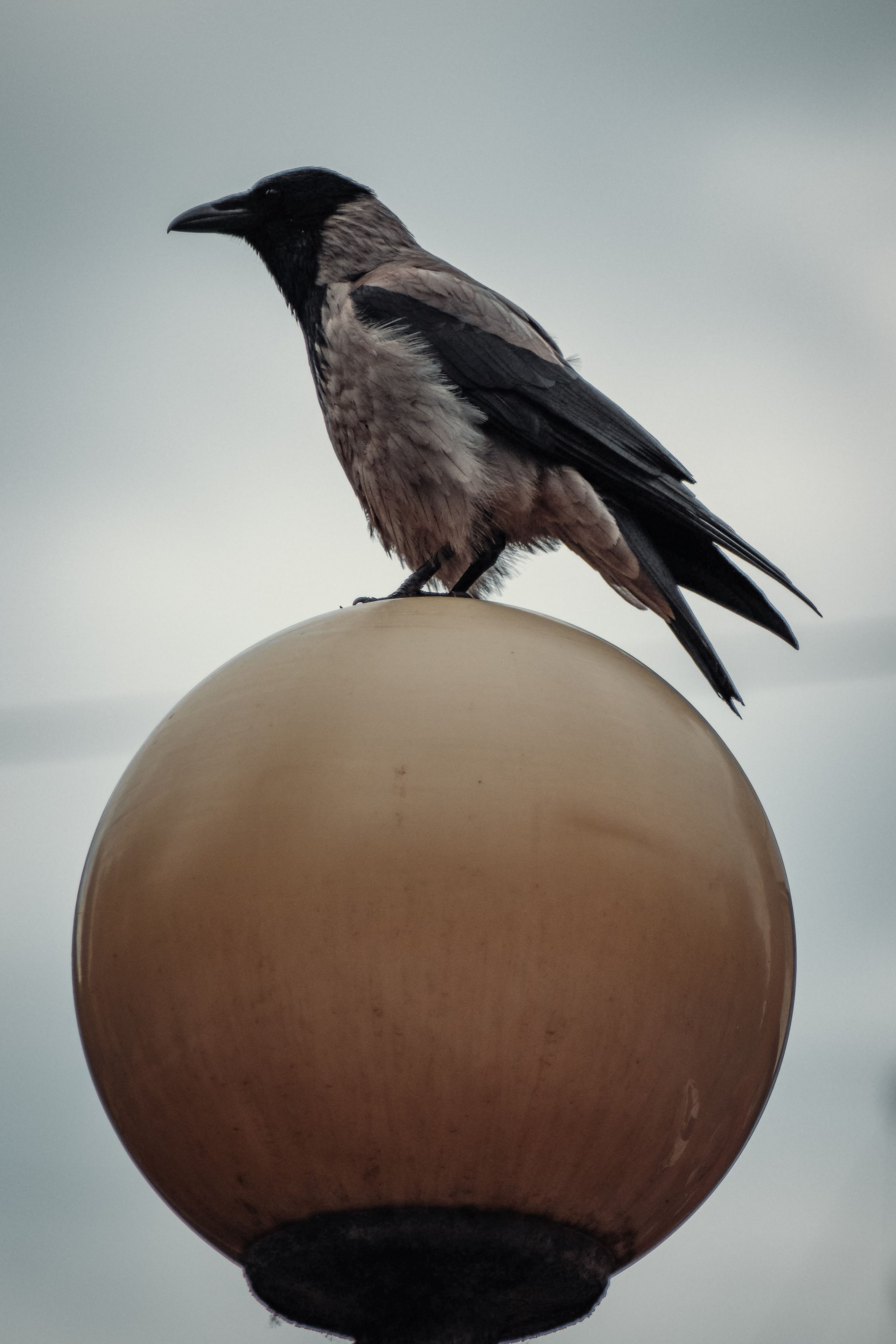 Р А З Н А Я — Ж И В Н О С Т Ь. — Digital Noise —