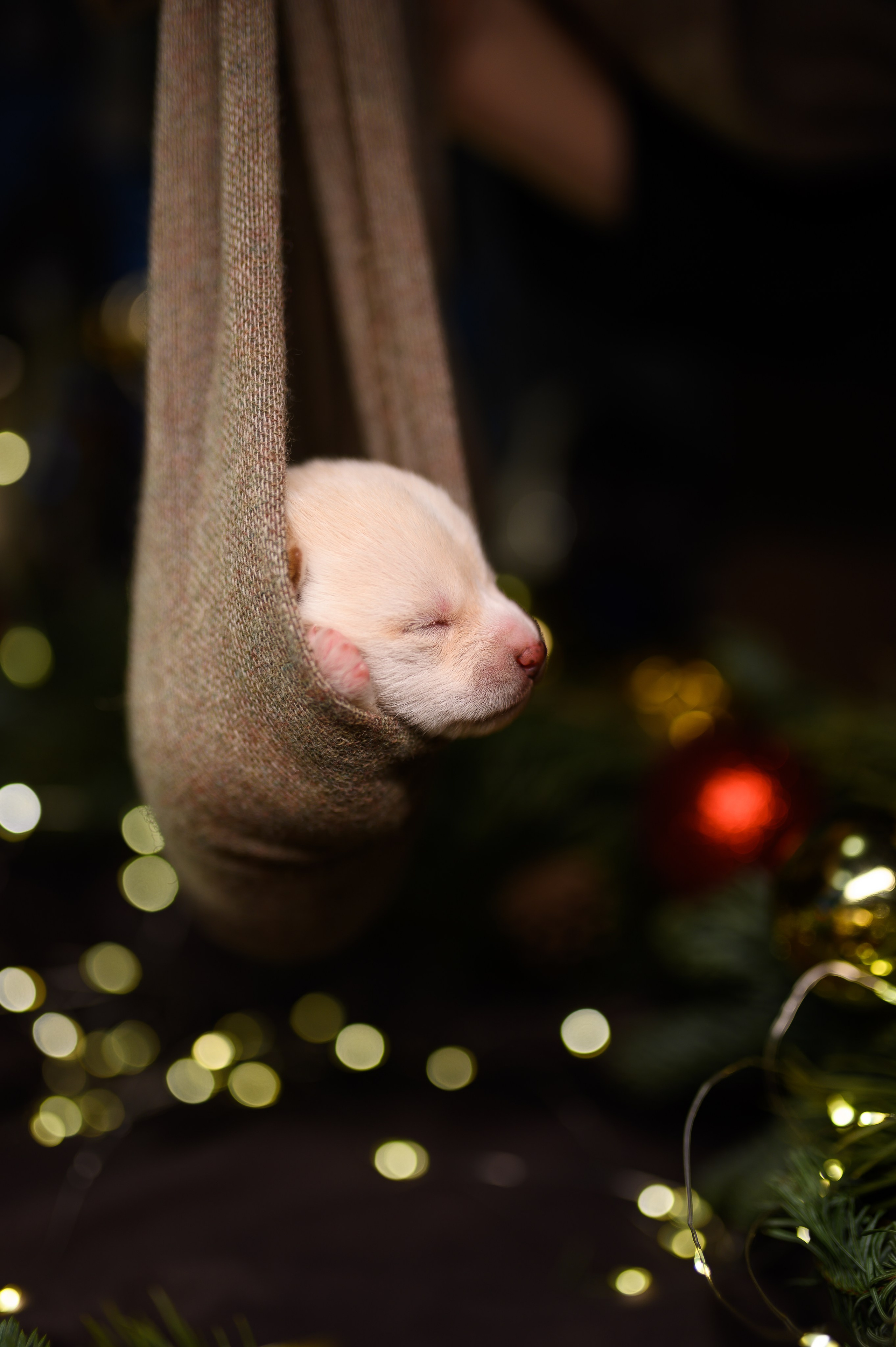Мамесиба. Фотограф анималист в Москве Ольга Агушева