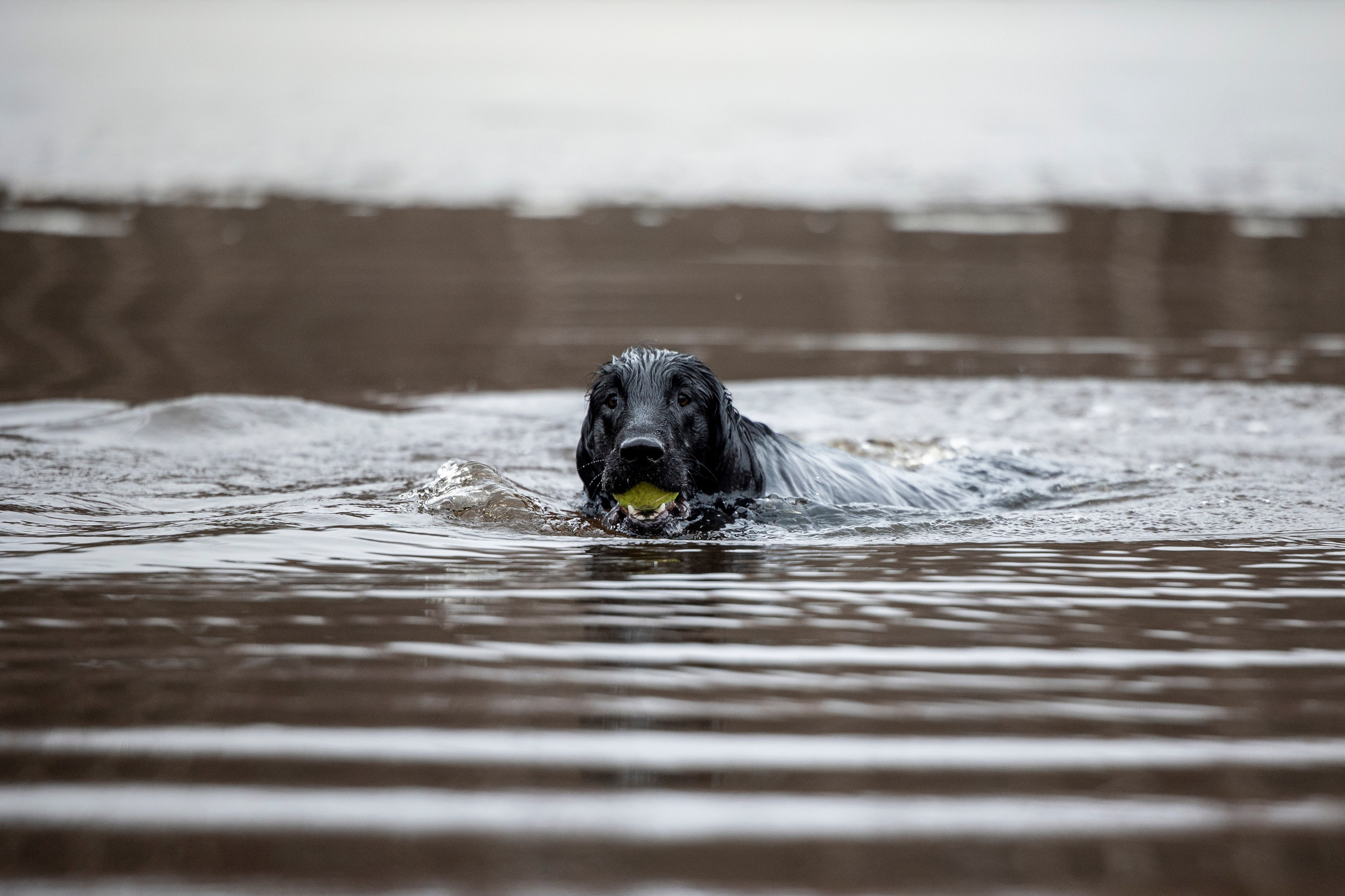Ора, Ева, Рози и их семья. Фотограф — Анималист | Санкт-Петербург