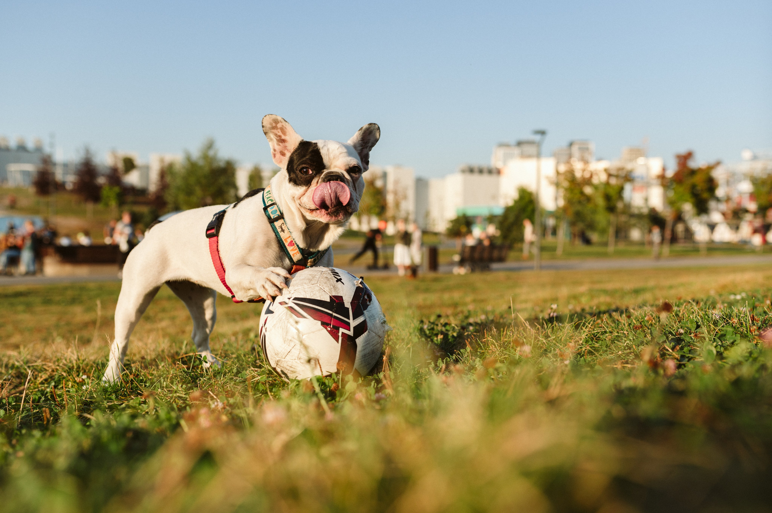 Инна и Белль. Фотограф анималист в Москве Ольга Агушева
