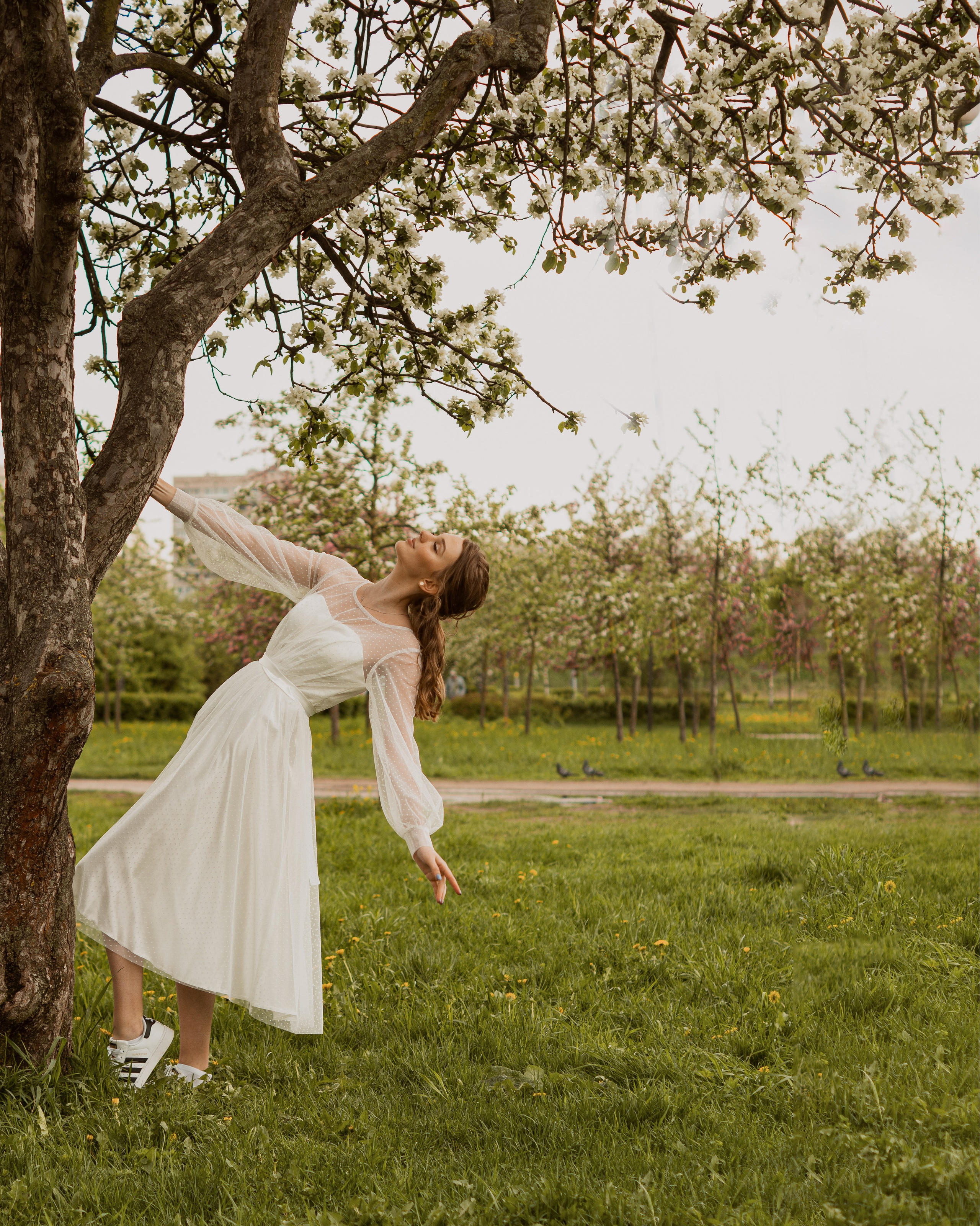 Цветение яблонь и вишни / Свадебная